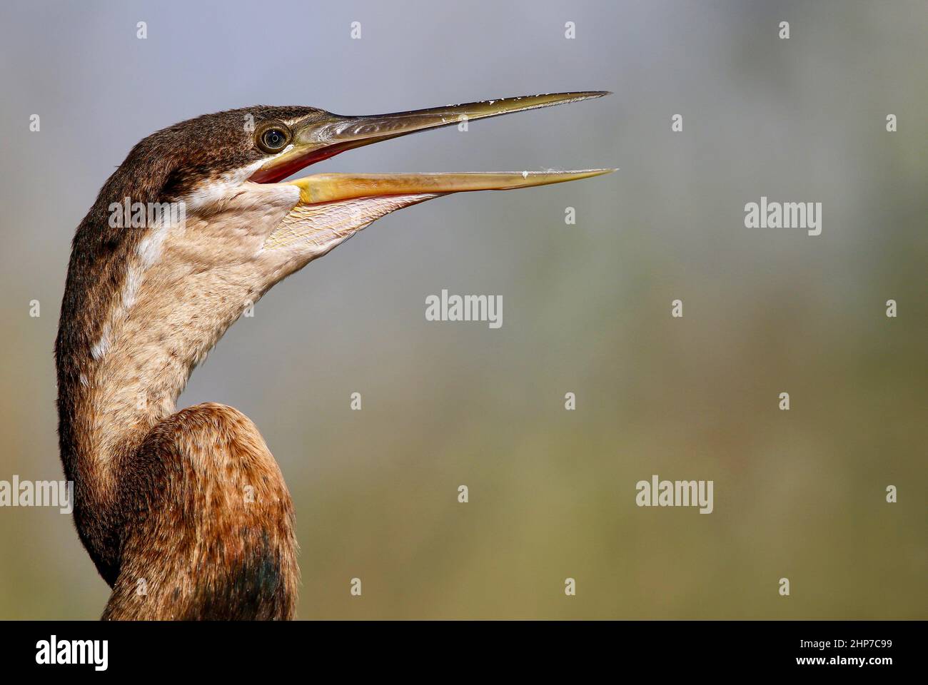 African Darter, South Africa Stock Photo - Alamy
