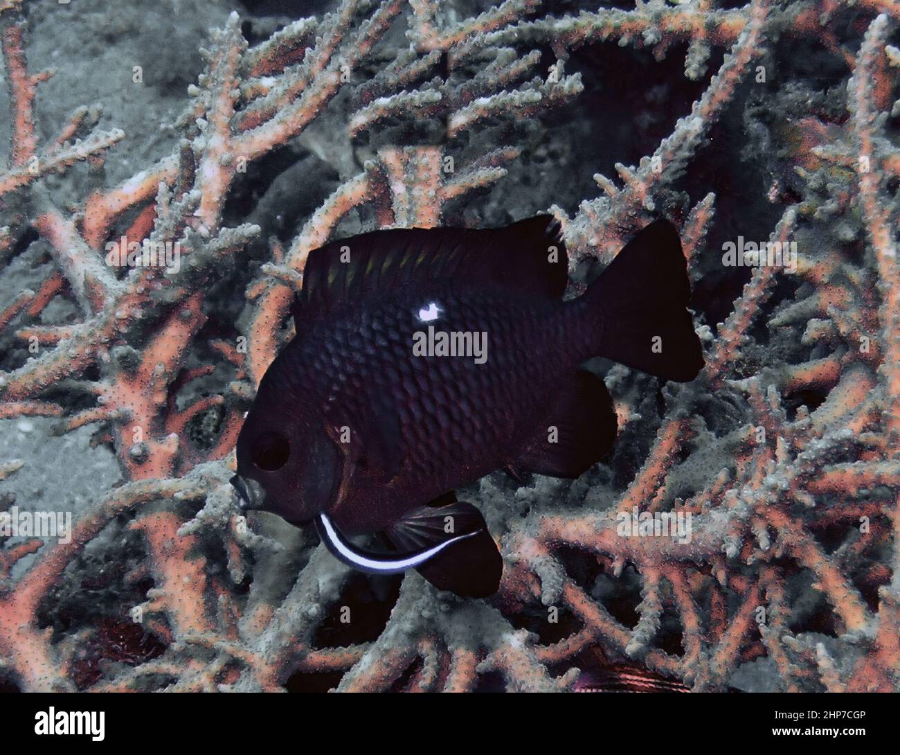 Three Spot Domino Damselfish (Dascyllus trimaculatus) in the Red Sea, Egypt Stock Photo