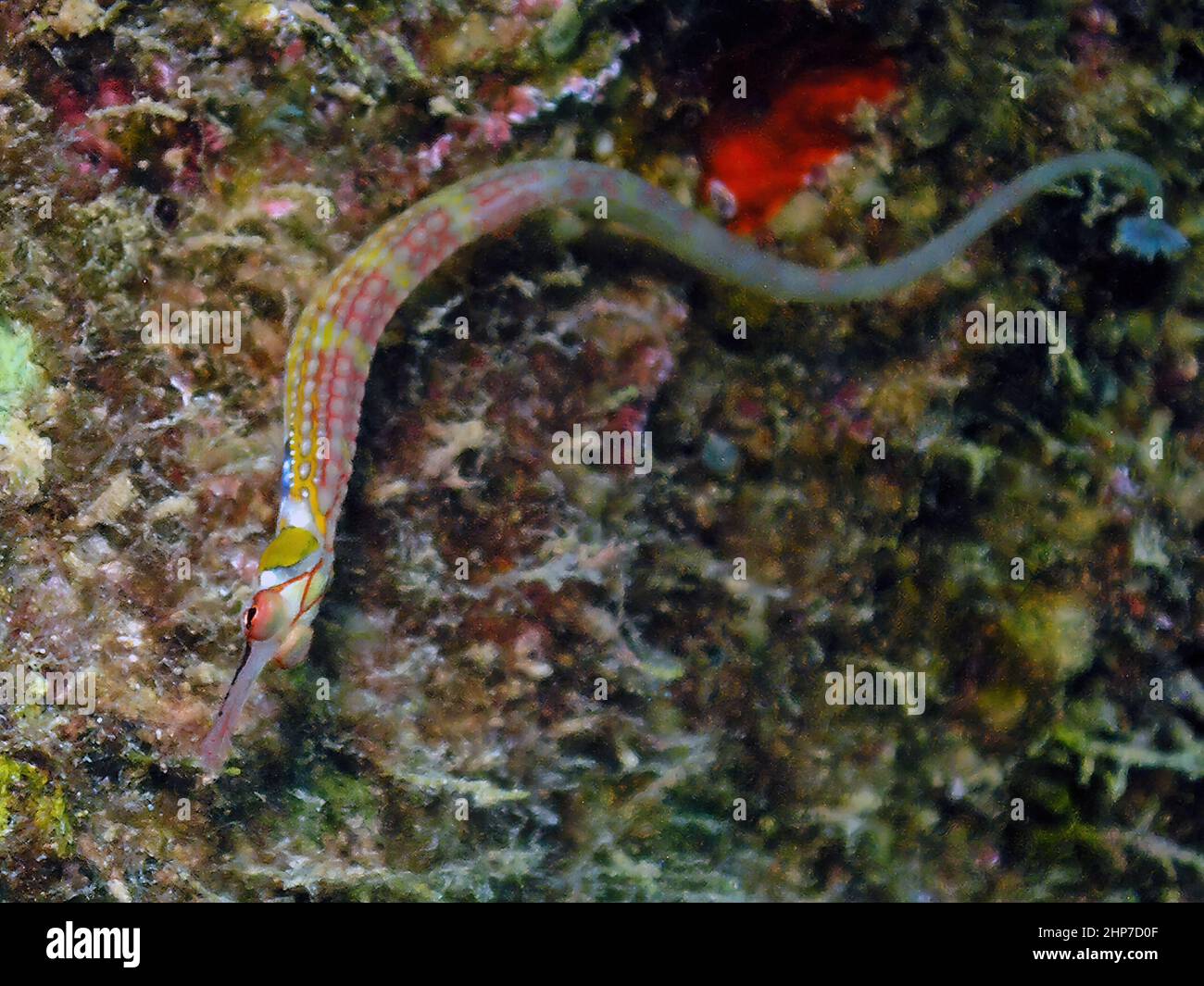 Corythoichthys schultzi hires stock photography and images Alamy