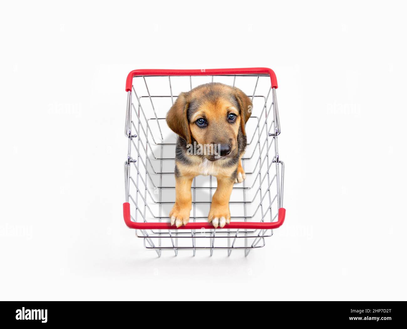 Dog inside shopping basket metal isolated on white. Stock Photo