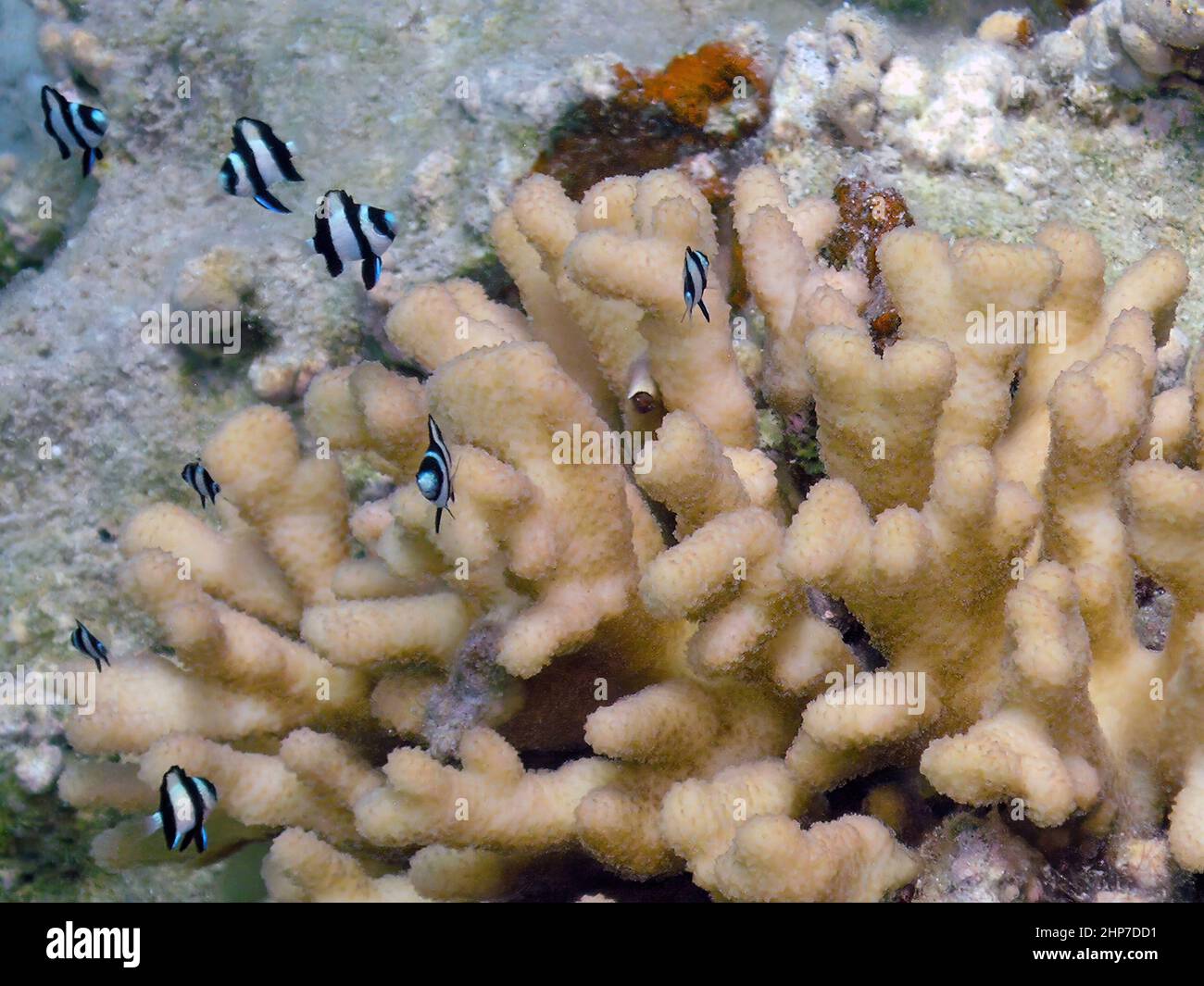 Humbug Damsels (Dascyllus aruanus) in the Red Sea, Egypt Stock Photo