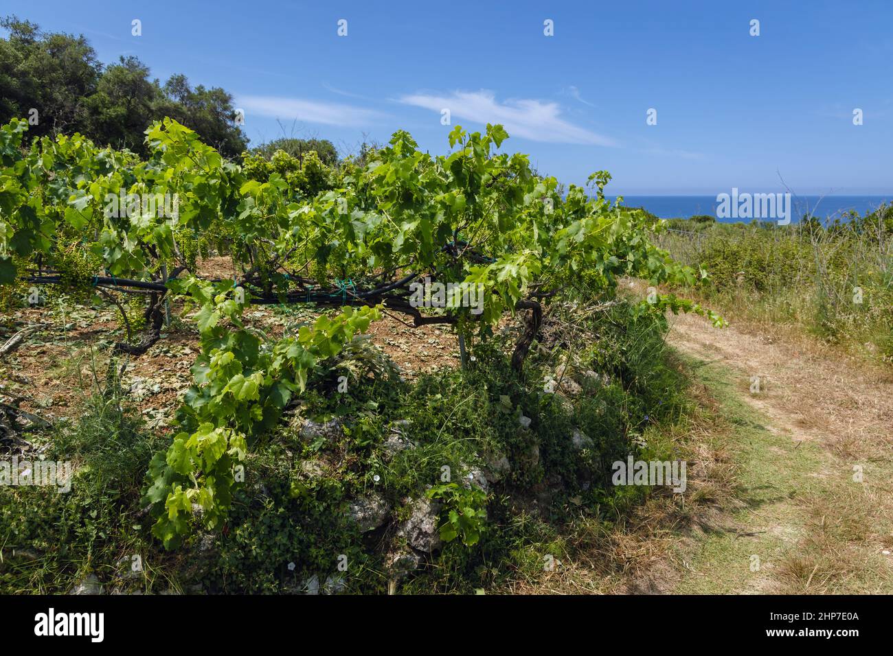 Grapevines near Skala and Paramonas villages in Meliteieis area on western shore of island Corfu, Ionian Islands, Greece Stock Photo