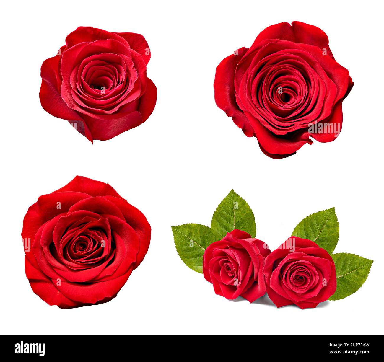 collection of various roses on white background. each one is shot ...