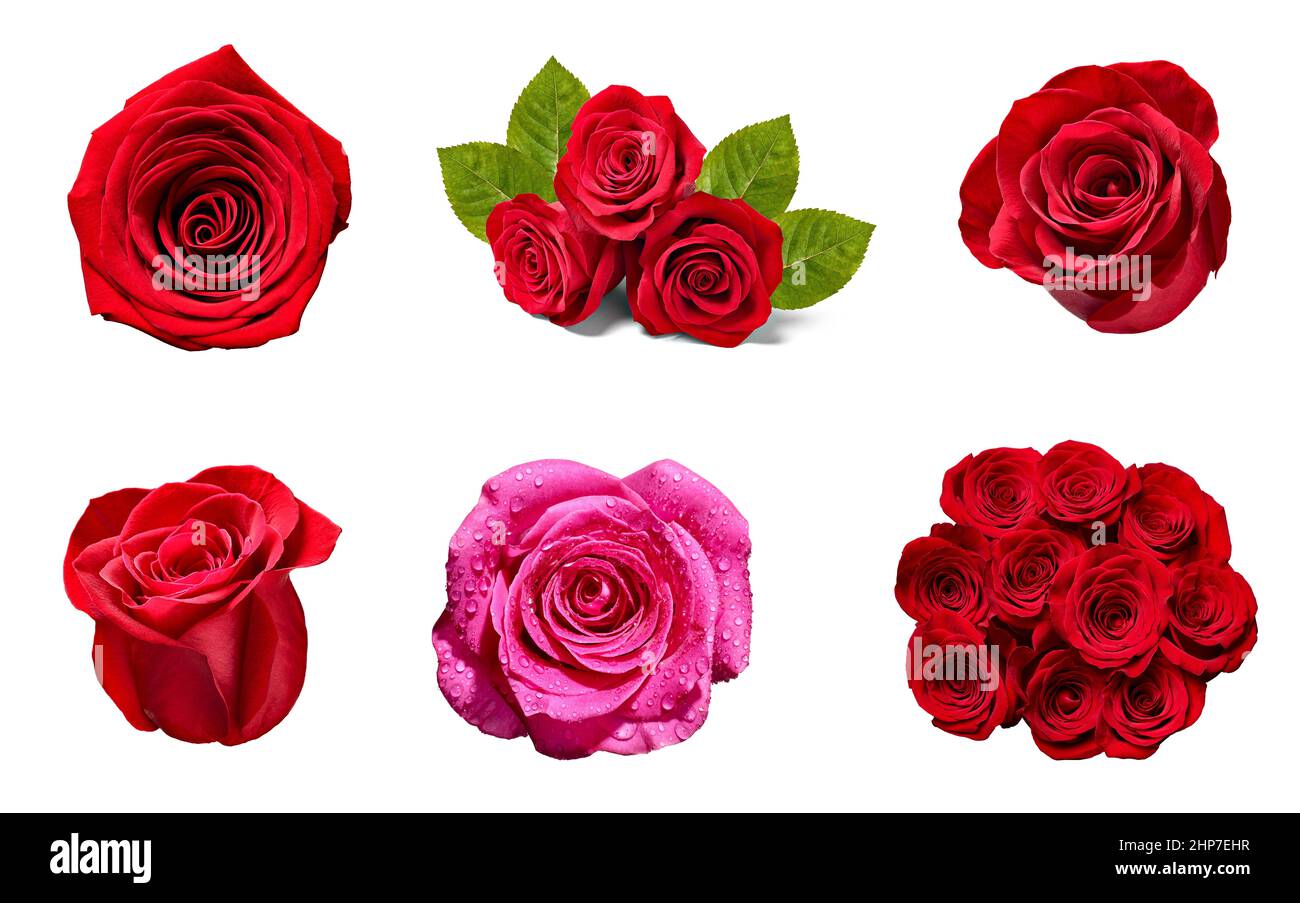 collection of various roses on white background. each one is shot ...