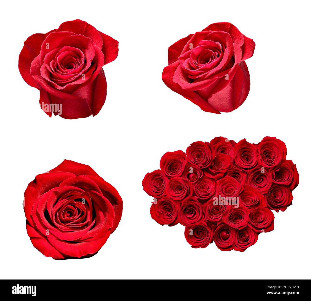 collection of various roses on white background. each one is shot ...