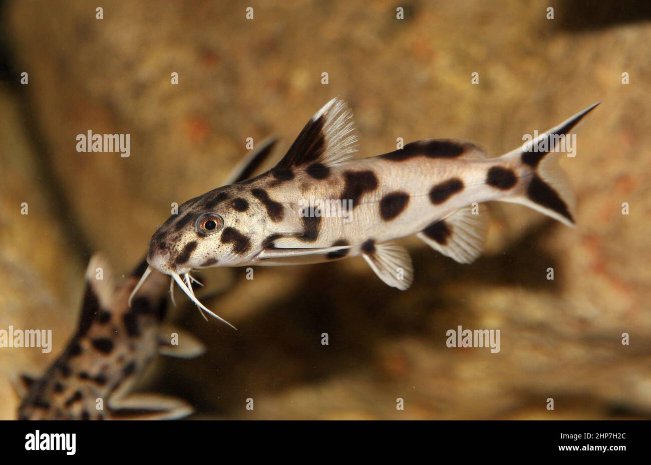 Closeup shot of white Synodontis Polli fishes Stock Photo