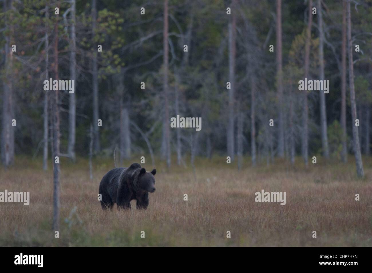 Big black bear walking in the grassy field surrounded by trees Stock