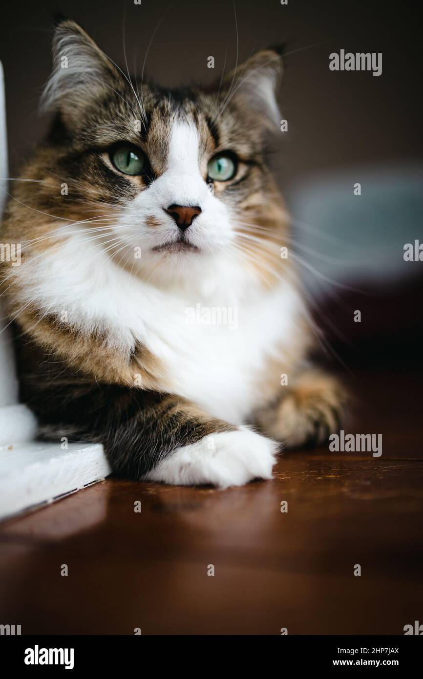 Close up of a tabby and white cat with green eyes lying on a wooden ...