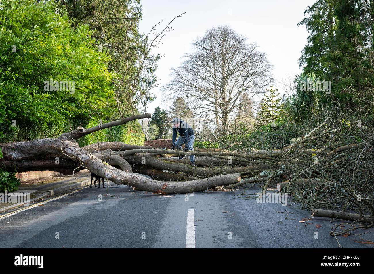 Tree falls in Chorley blocking road and taking out wall - LancsLive