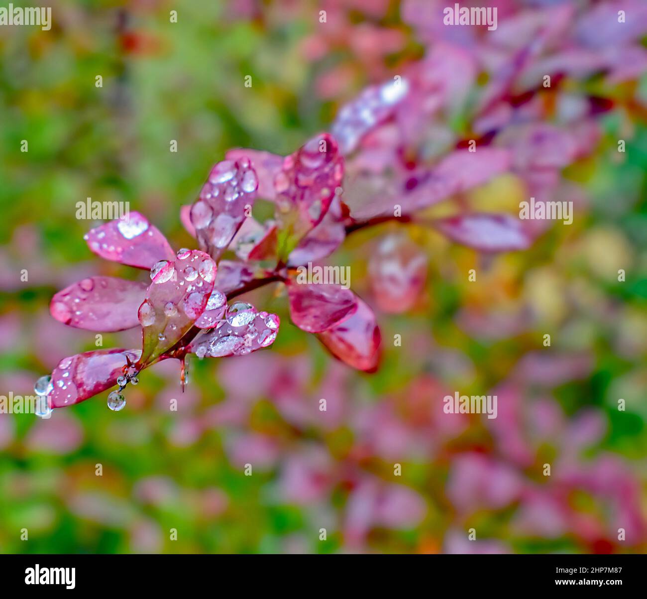 Transparent Raindrops Glisten and Shimmer in close up on the Purple Leaves Stock Photo