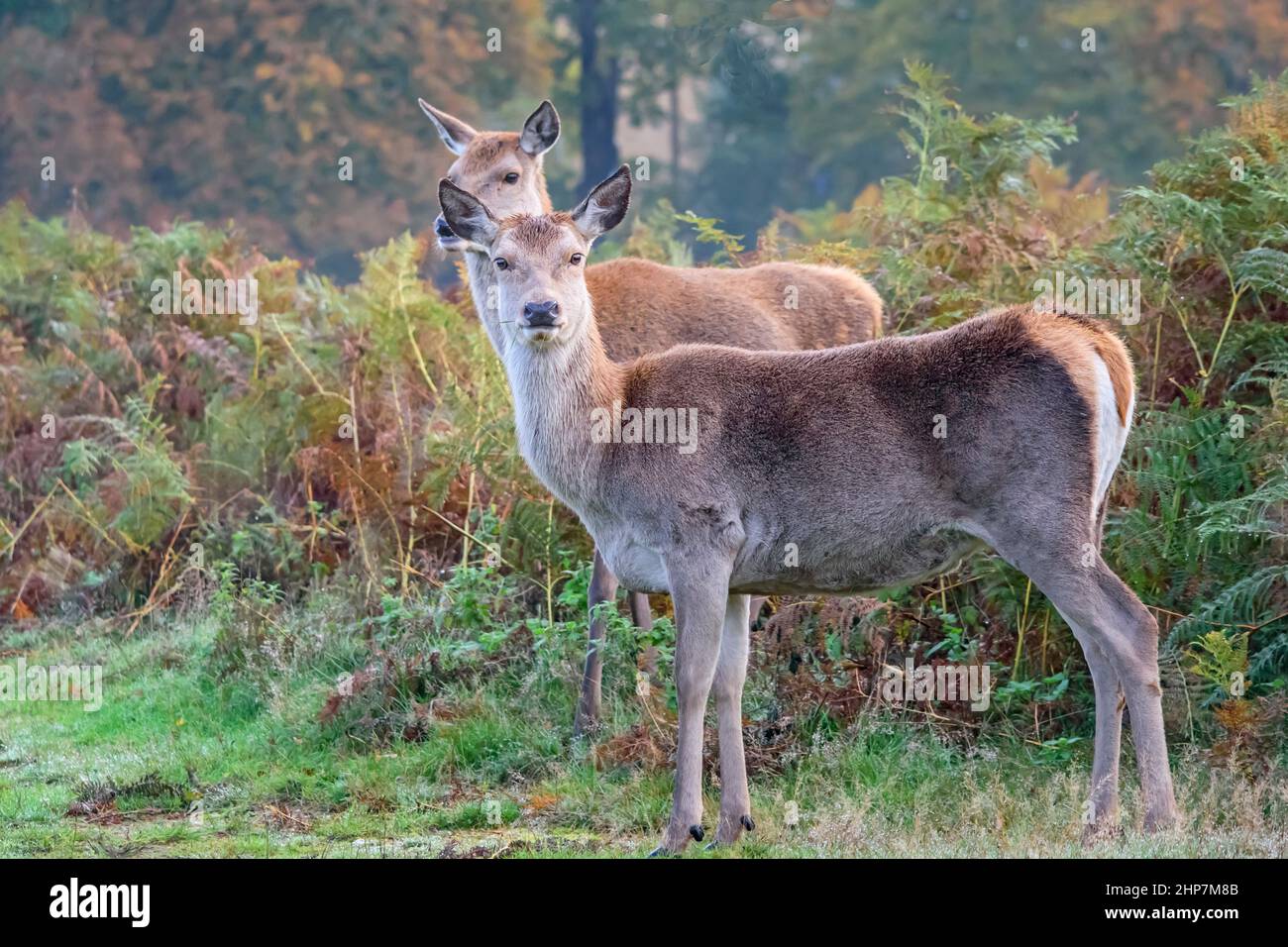Wary red deer hinds keeping a watch towards the camera Stock Photo