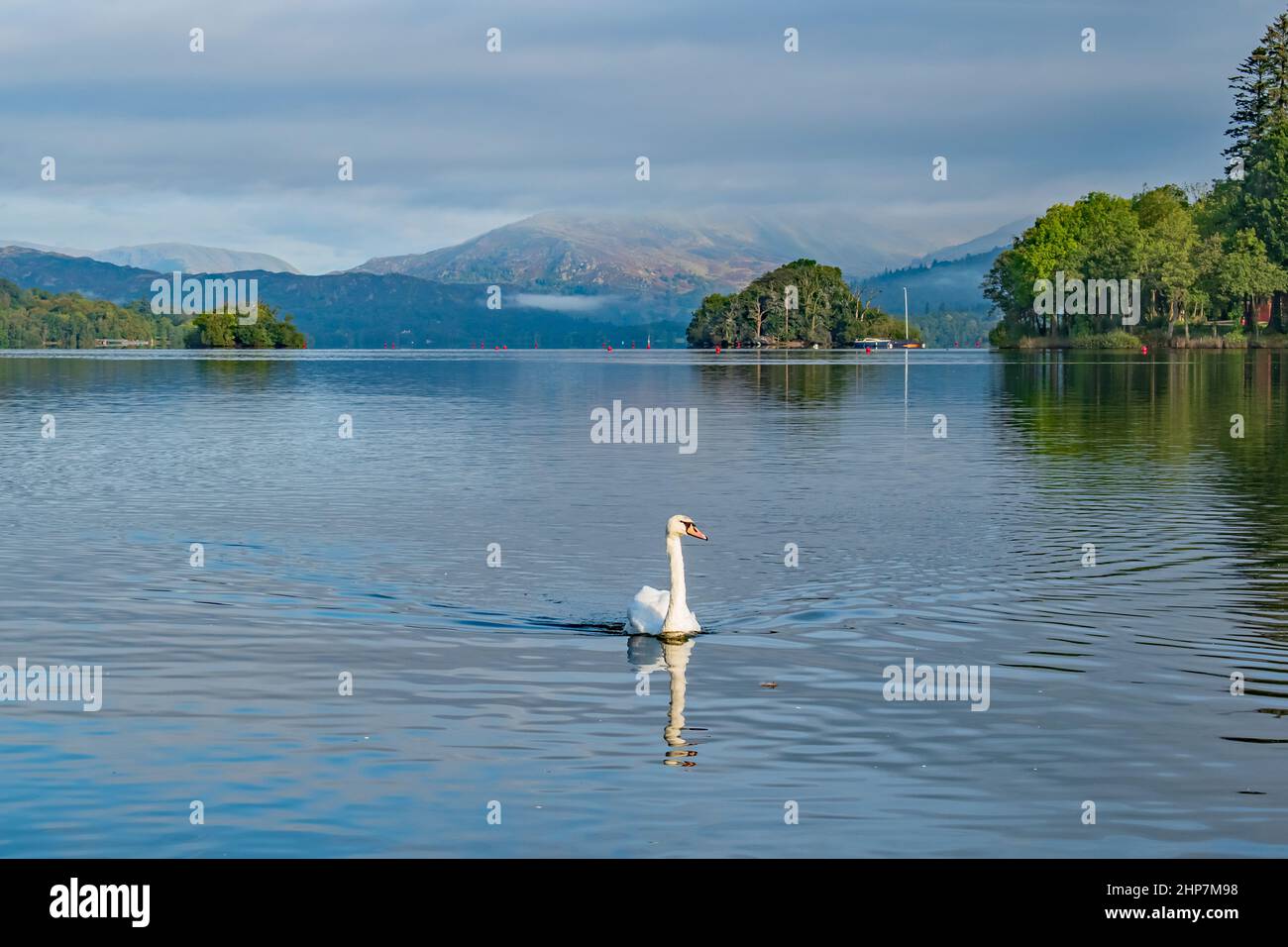 The lonely swan on the big Ullswater  Lake District  Lake Stock Photo