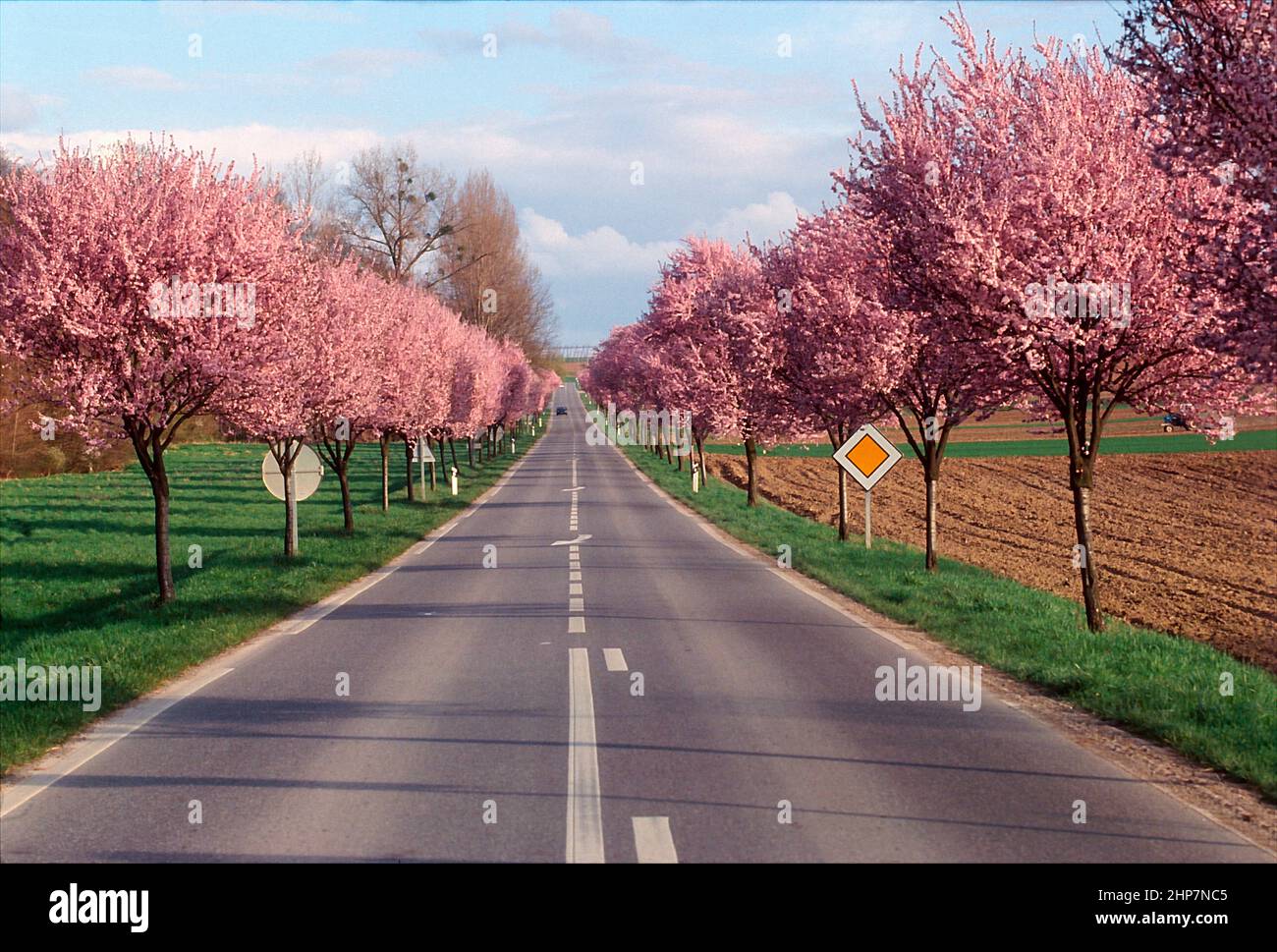 Country road in Saarland, Germany. Stock Photo
