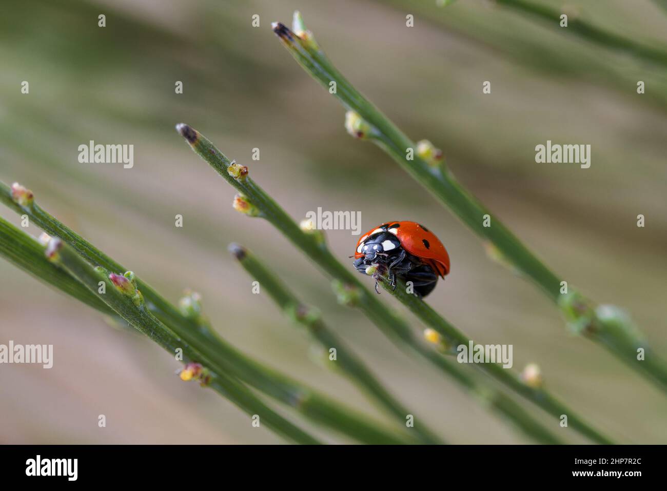 Ladybug in its natural environment Stock Photo Alamy