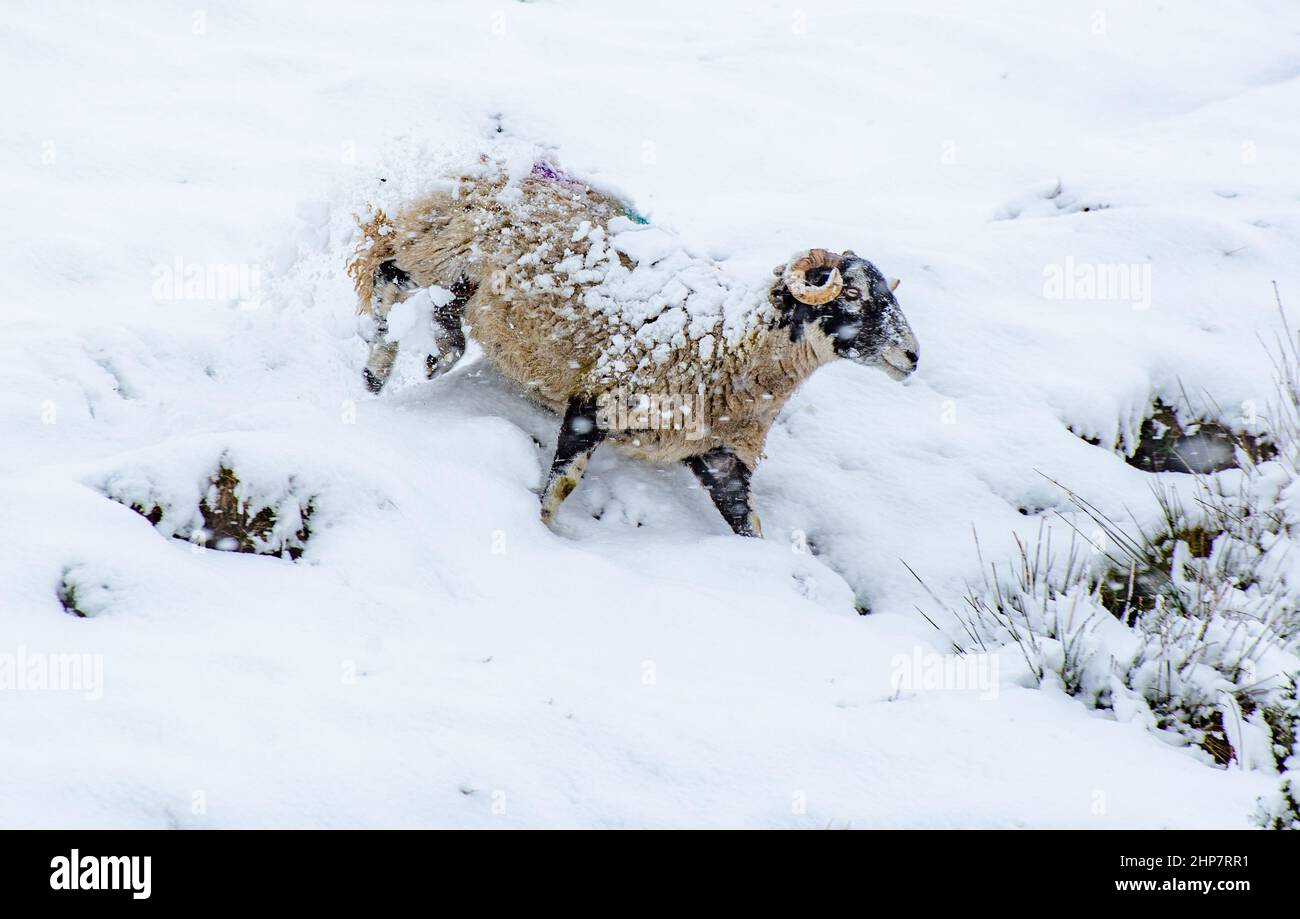 Chipping, Preston, Lancashire, UK. 19th Feb, 2022. A Swaledale ewe in the snow which hit Preston, Lancashire, on Saturday. Credit: John Eveson/Alamy Live News Stock Photo