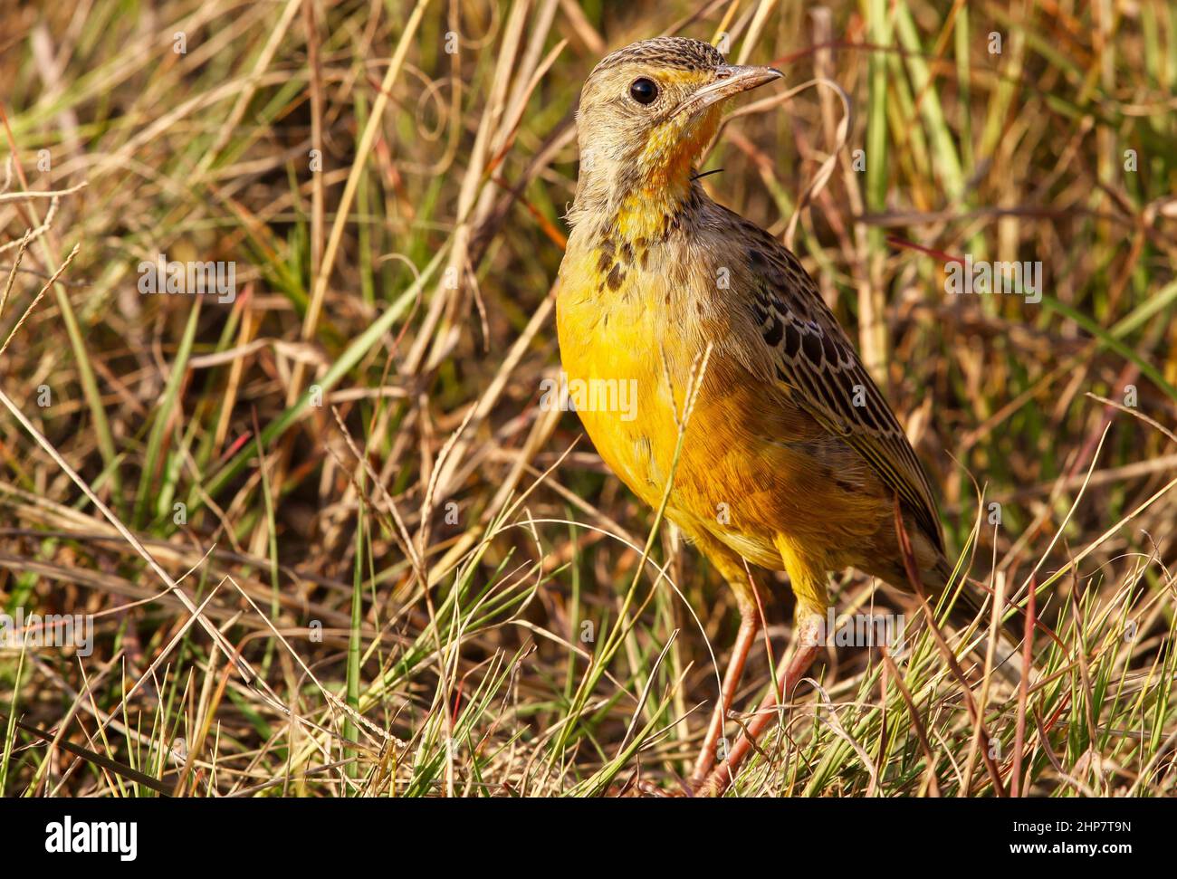Cape Longclaw, South Africa Stock Photo