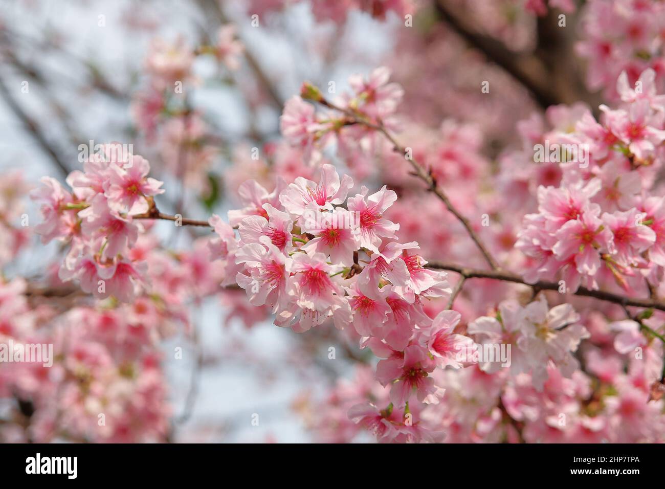 elegant pink cherry blossoms with blurred background Stock Photo - Alamy