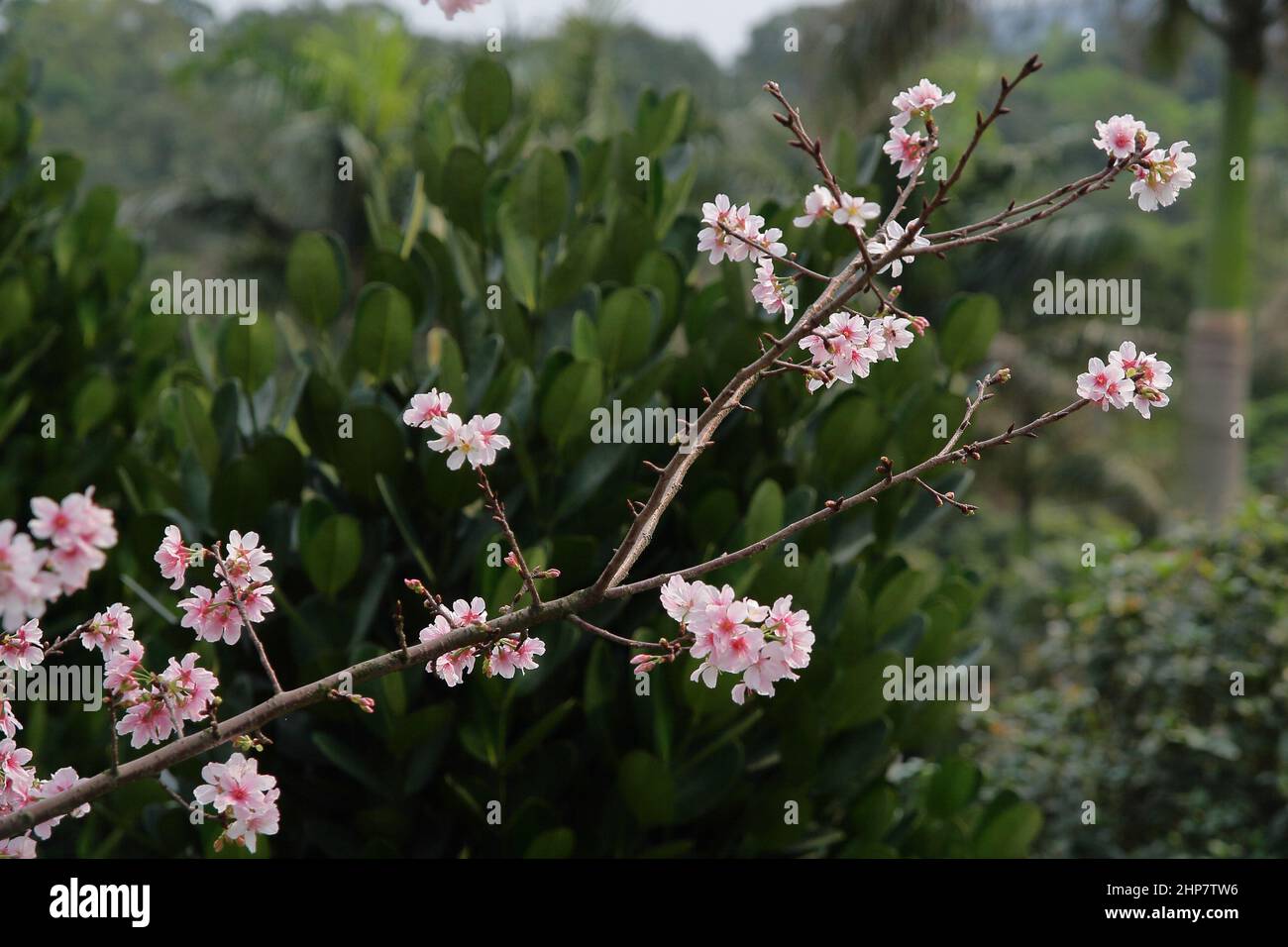 elegant pink cherry blossoms with blurred background Stock Photo - Alamy