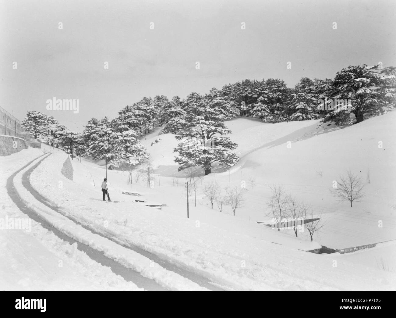 Middle East History: A skier in snow looking at the Cedars of Lebanon;  Location: Lebanon  ca.  1946 Stock Photo