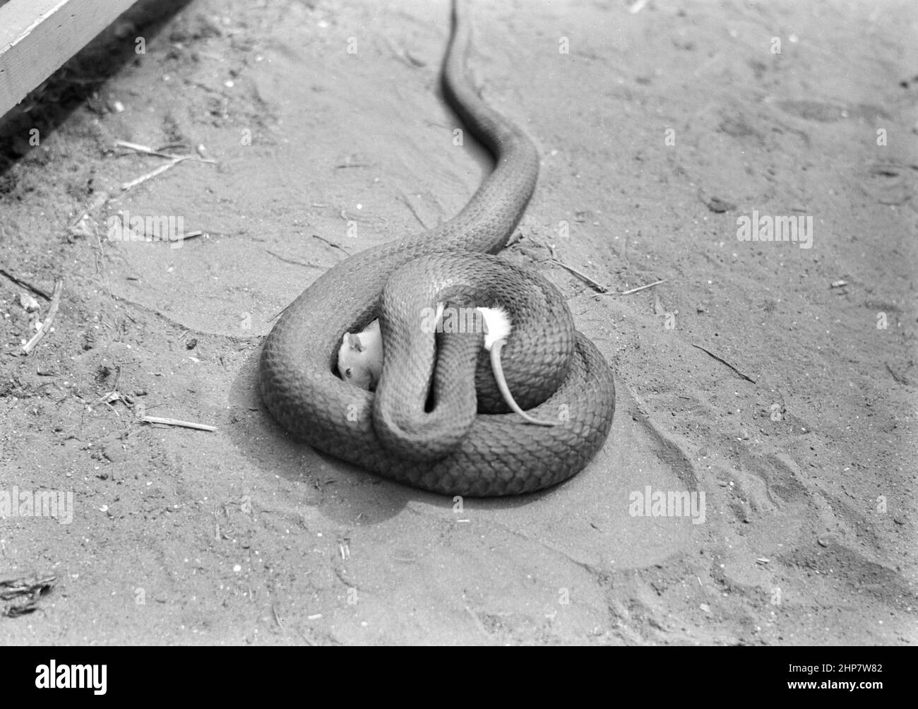 Middle East History: Tel Aviv Zoo. [Rat caught by snake and squeezed to death]  Location:  Israel--Tel Aviv  ca.  between 1934 and 1939 Stock Photo