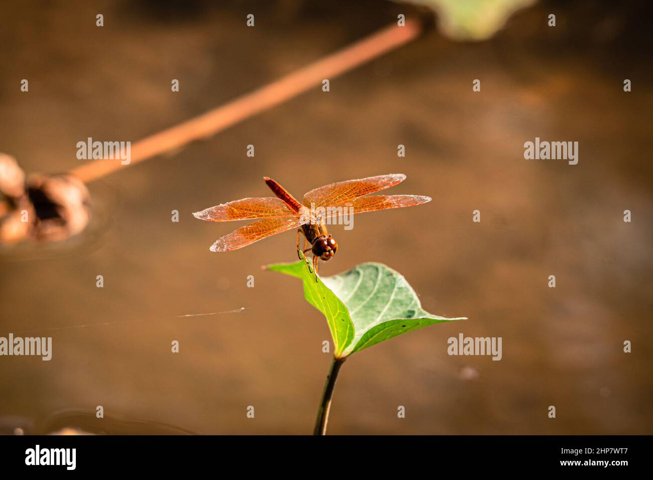 Red Dragonfly hold on green leaf and copy space .Dragonfly in the ...