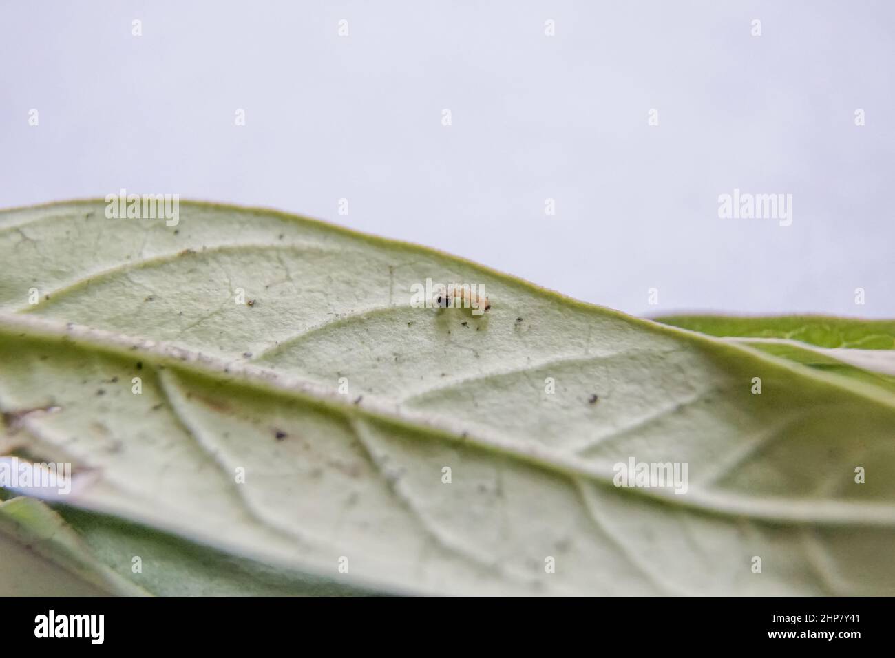 First instar Monarch caterpillar walking on leaf. Tiny caterpillar of Plain Tiger butterfly crawling on Milkweed leaf. New born caterpillar. Baby cate Stock Photo