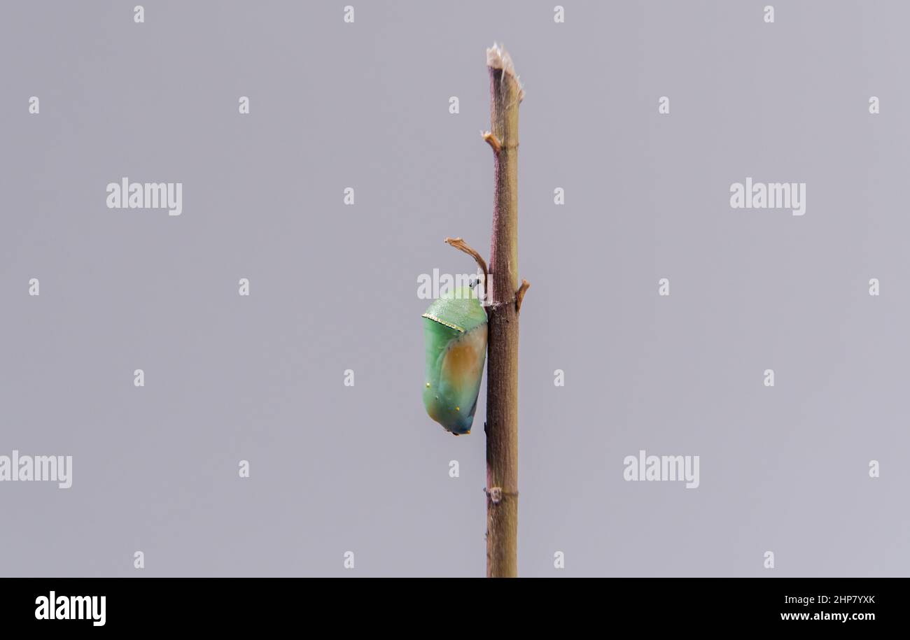 Plain Tiger butterfly chrysalis or pupa hanging on branch Stock Photo