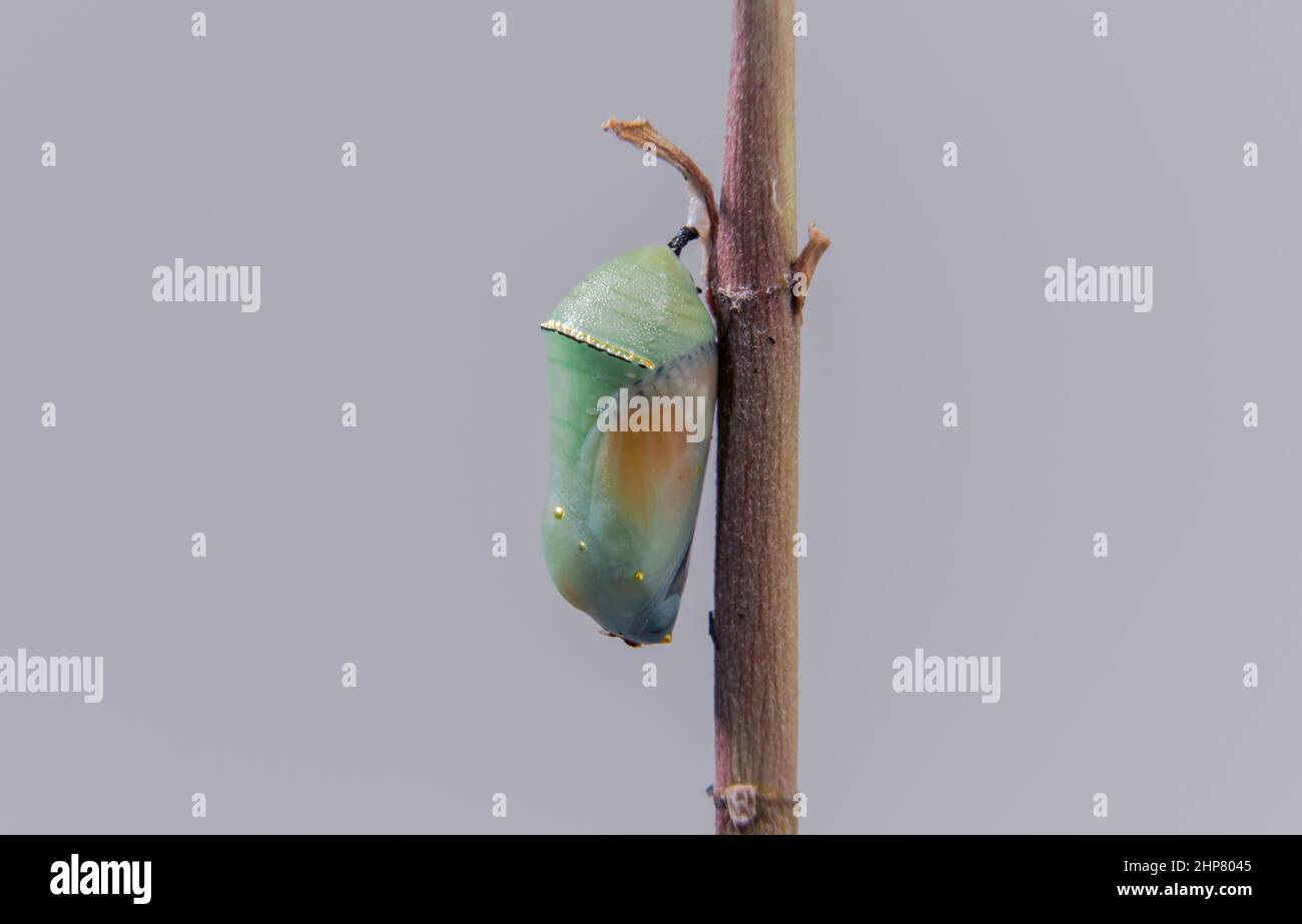 Plain Tiger butterfly chrysalis or pupa hanging on branch Stock Photo
