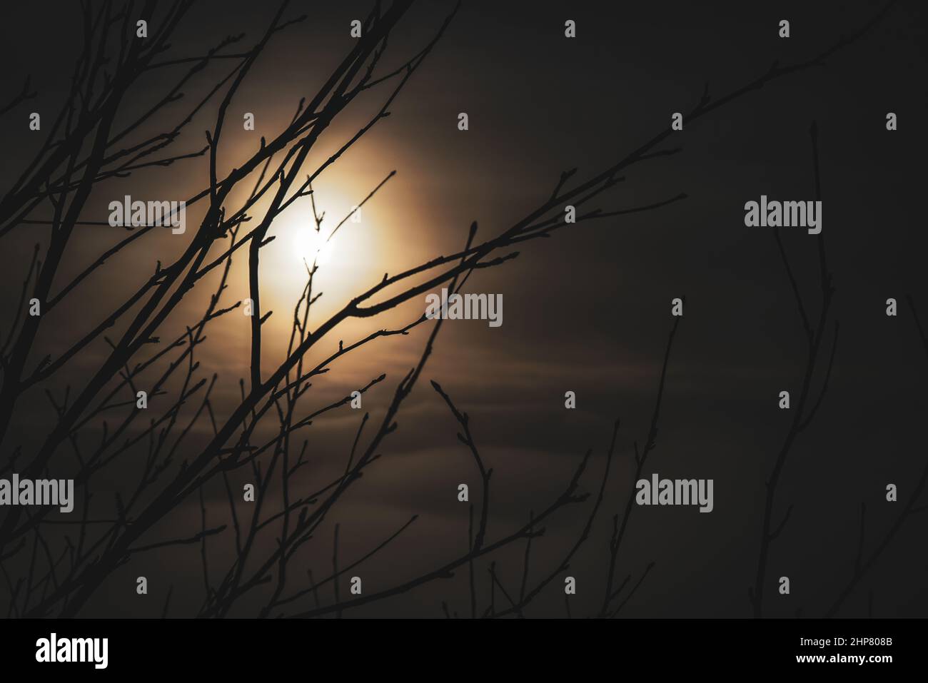 Tree branches with sunset behind and clouds Stock Photo