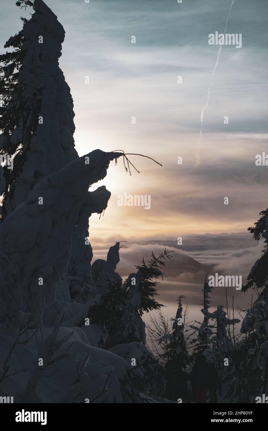 Sunset behind frozen Pine Tree with Snow and Inversion Stock Photo