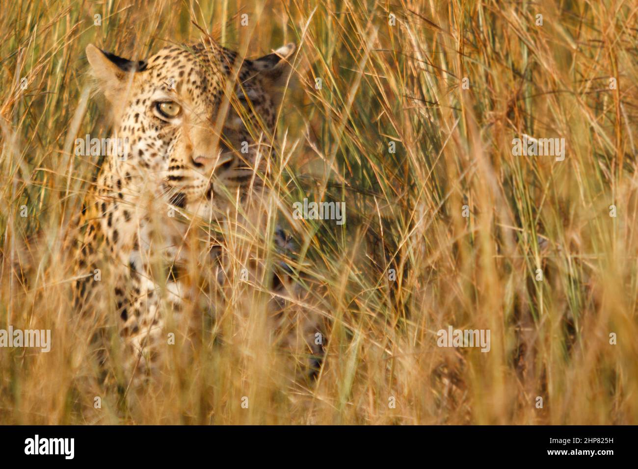 Leopard, Panthera pardus, female, in dense stand of Spear Grass, Heteropogon contortus, Kruger National Park, Limpopo Province, South Africa Stock Photo
