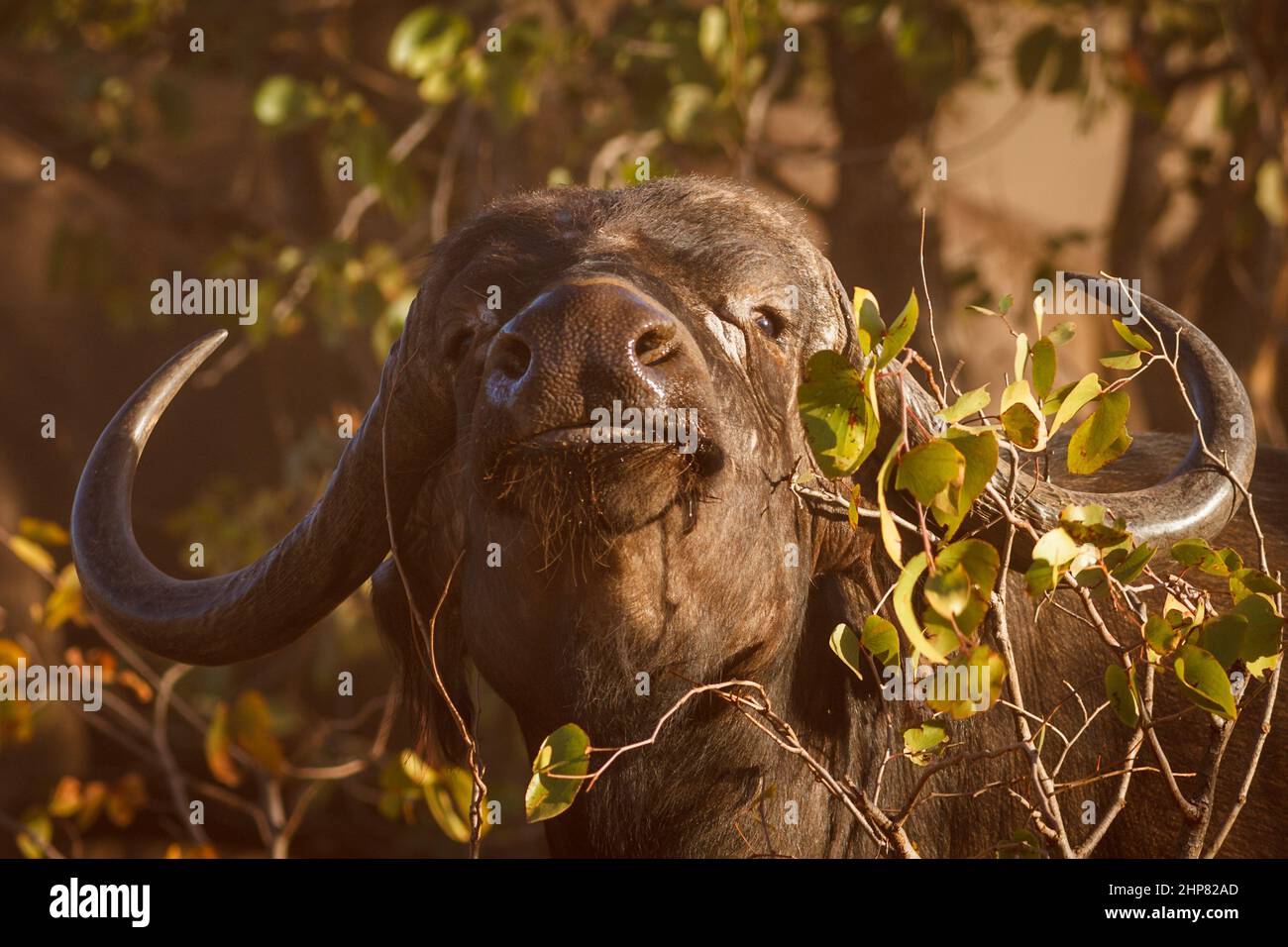 Cape Buffalo, Syncerus caffer, browsing on Mopane, Colophospermum mopane, Shingwedzi District, Kruger National Park, South Africa Stock Photo