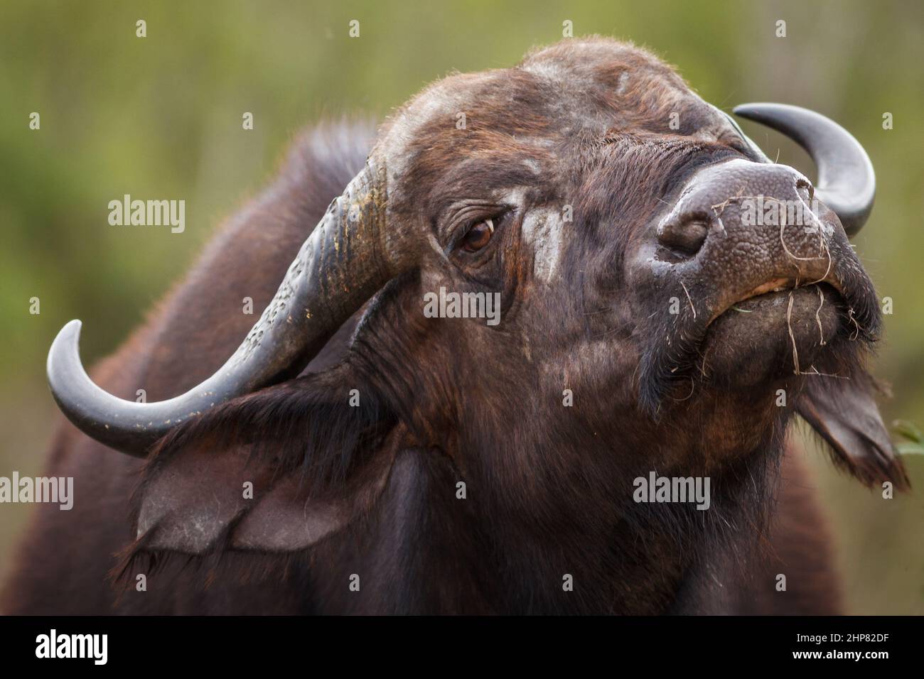 Cape Buffalo, Syncerus caffer, female, Berg-en-Dal Area, Malelane District, Kruger National Park, South Africa Stock Photo