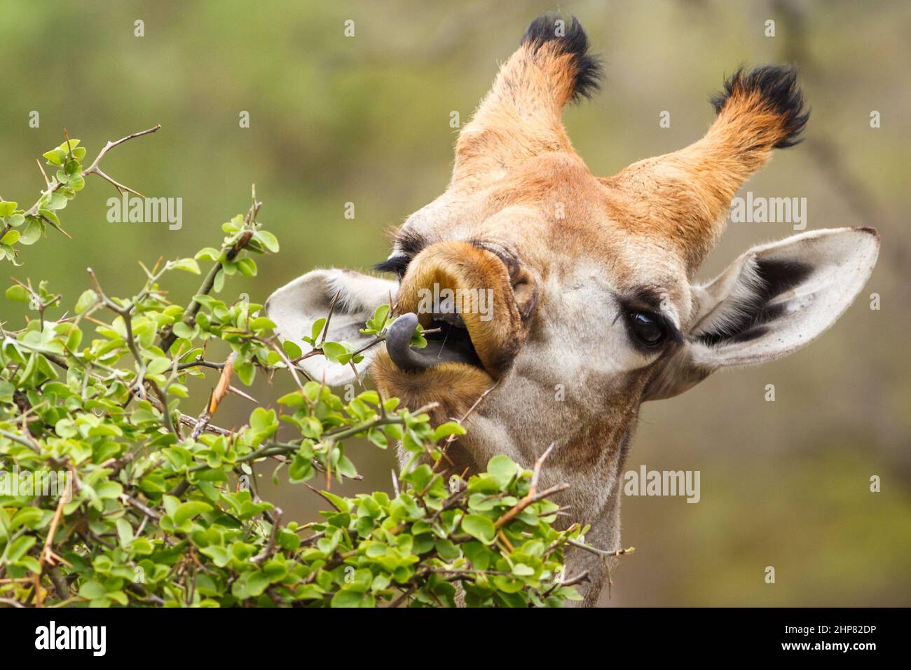 Giraffe, Giraffa camelopardalis, browsing on Green Thorn, Balanites maughamii, Berg-en-Dal Area, Malelane District, Kruger National Park, South Africa Stock Photo