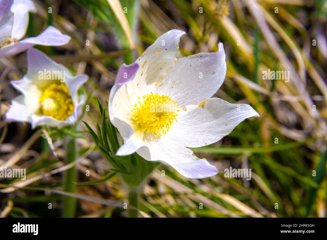 low-growing in sunlit areas blooms in early spring with large white flowers with a yellow core, selective focus Stock Photo