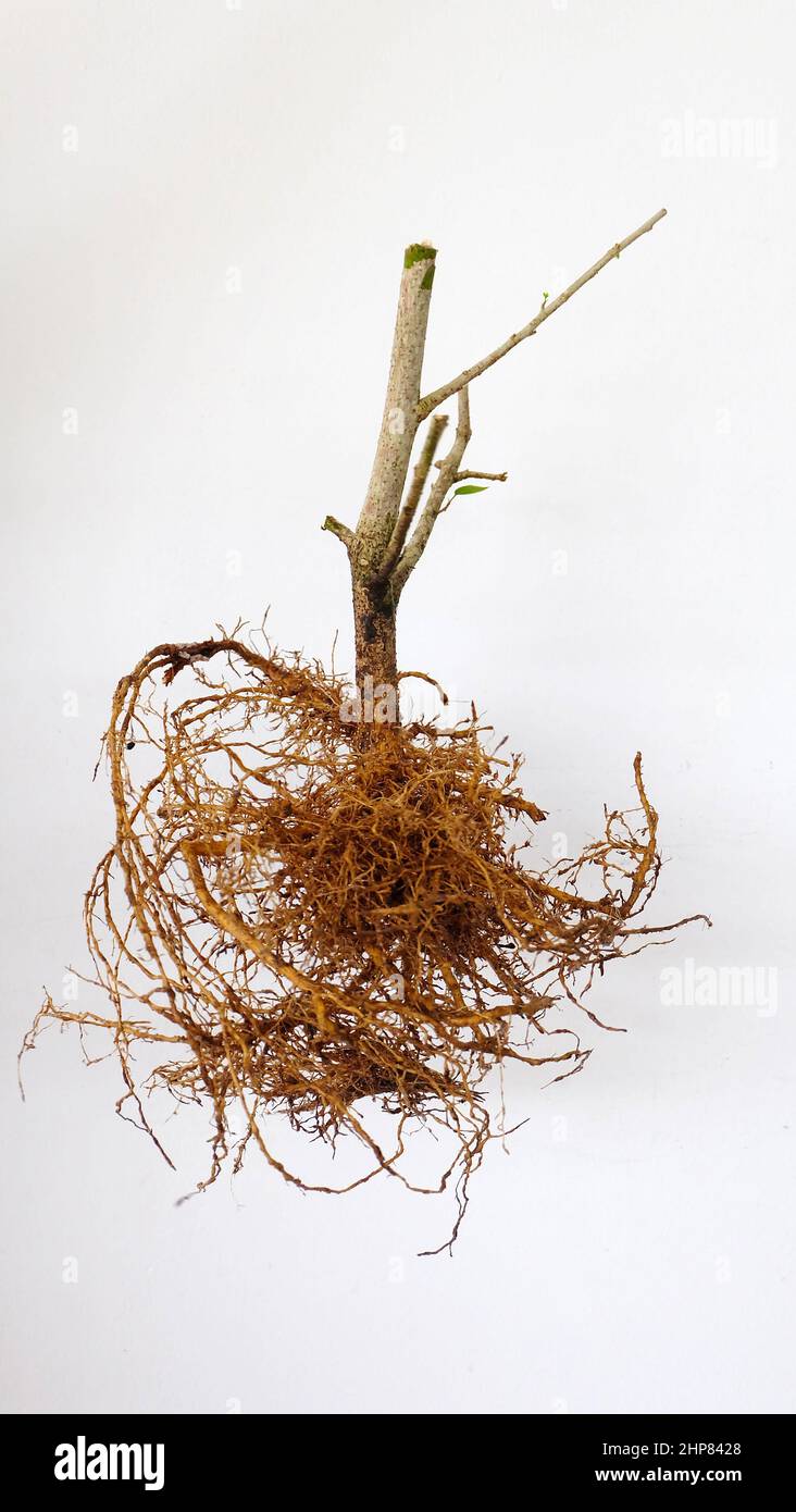 A hibiscus plant with pruned branches and roots exposed, without soil. Stock Photo