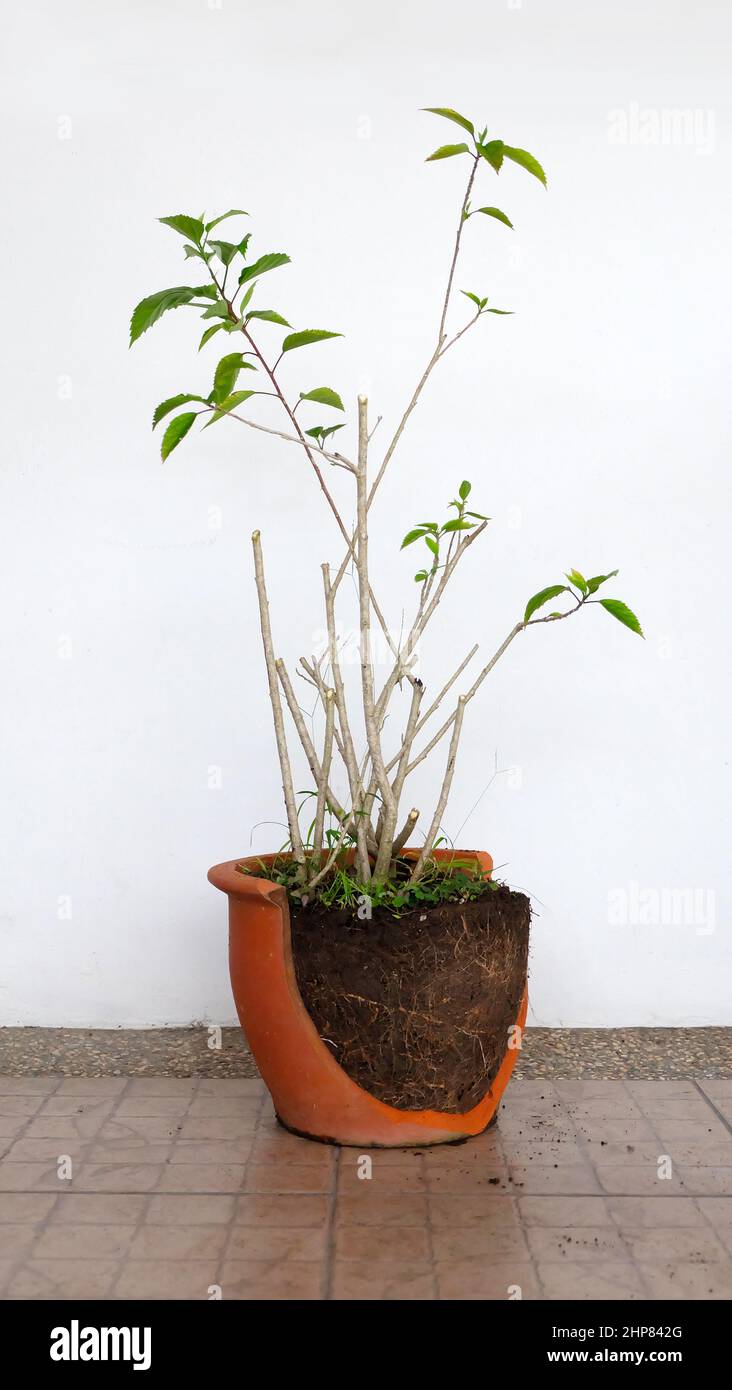 A potted hibiscus plant with green leaves, with a large part of the pot broken, revealing the soil inside. Stock Photo