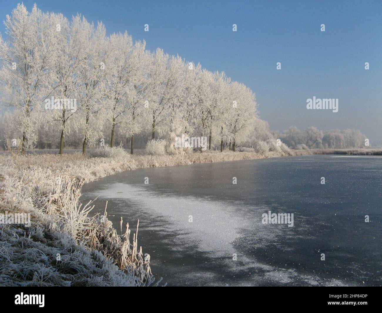 wonderful white winter landscape in the dutch countryside in zeeland with a beautiful row of large trees with hoar frost next to a frozen lake in wint Stock Photo