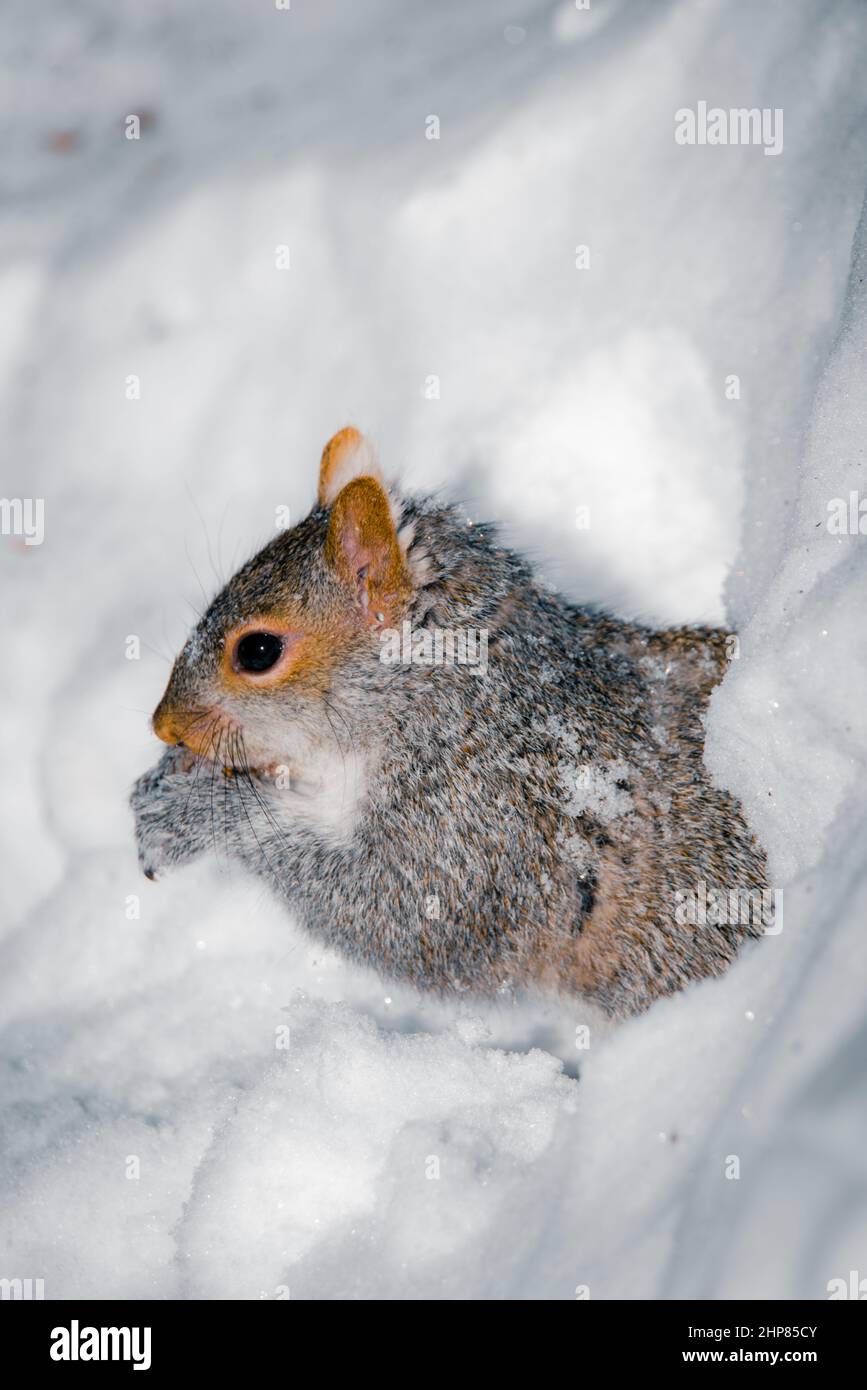 Grey squirrel eating in the snow Stock Photo