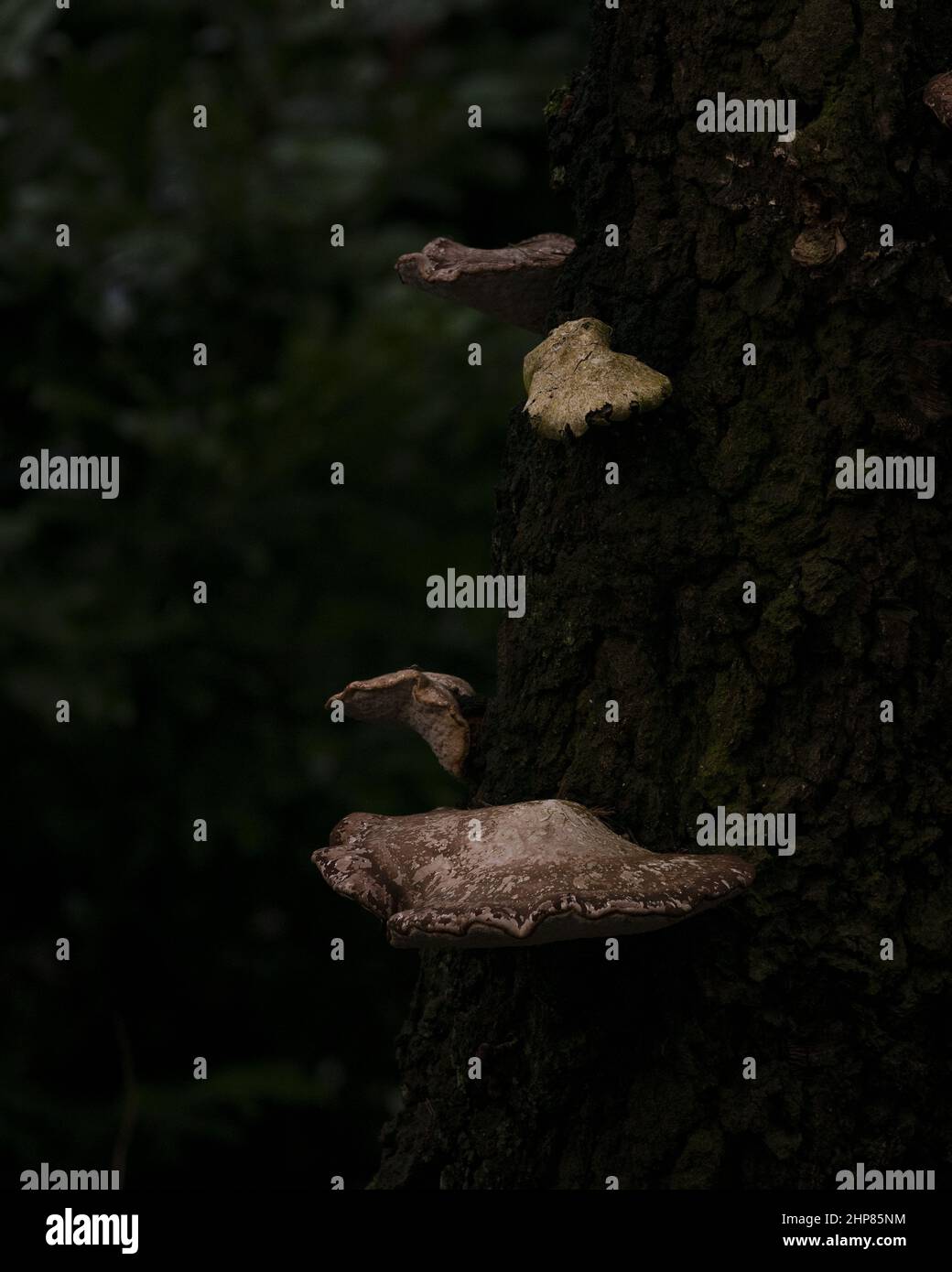 Selective of fungus on a mossy tree Stock Photo Alamy