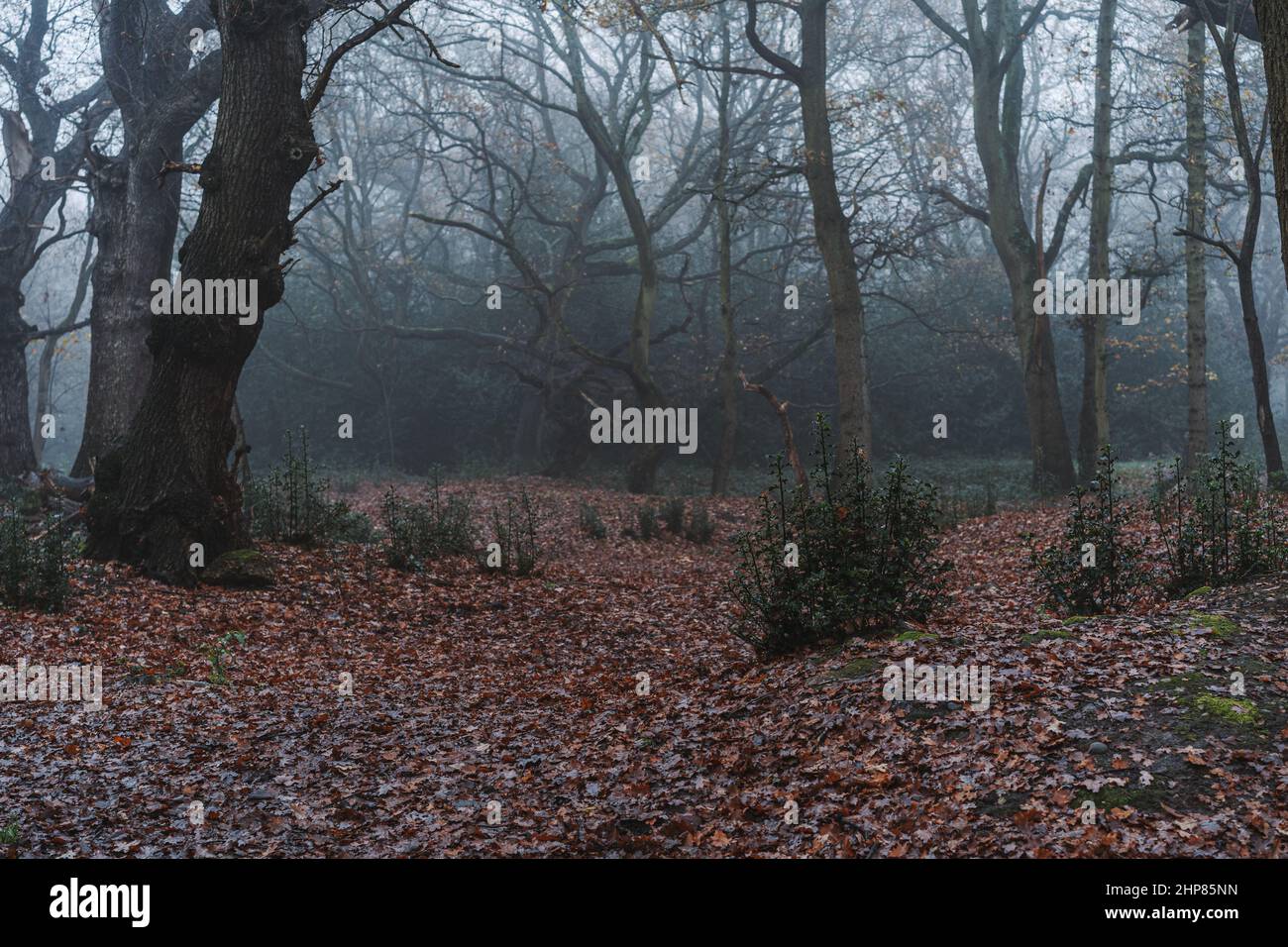 Beautiful view of a forest with trees on a misty weather, Epping Forest