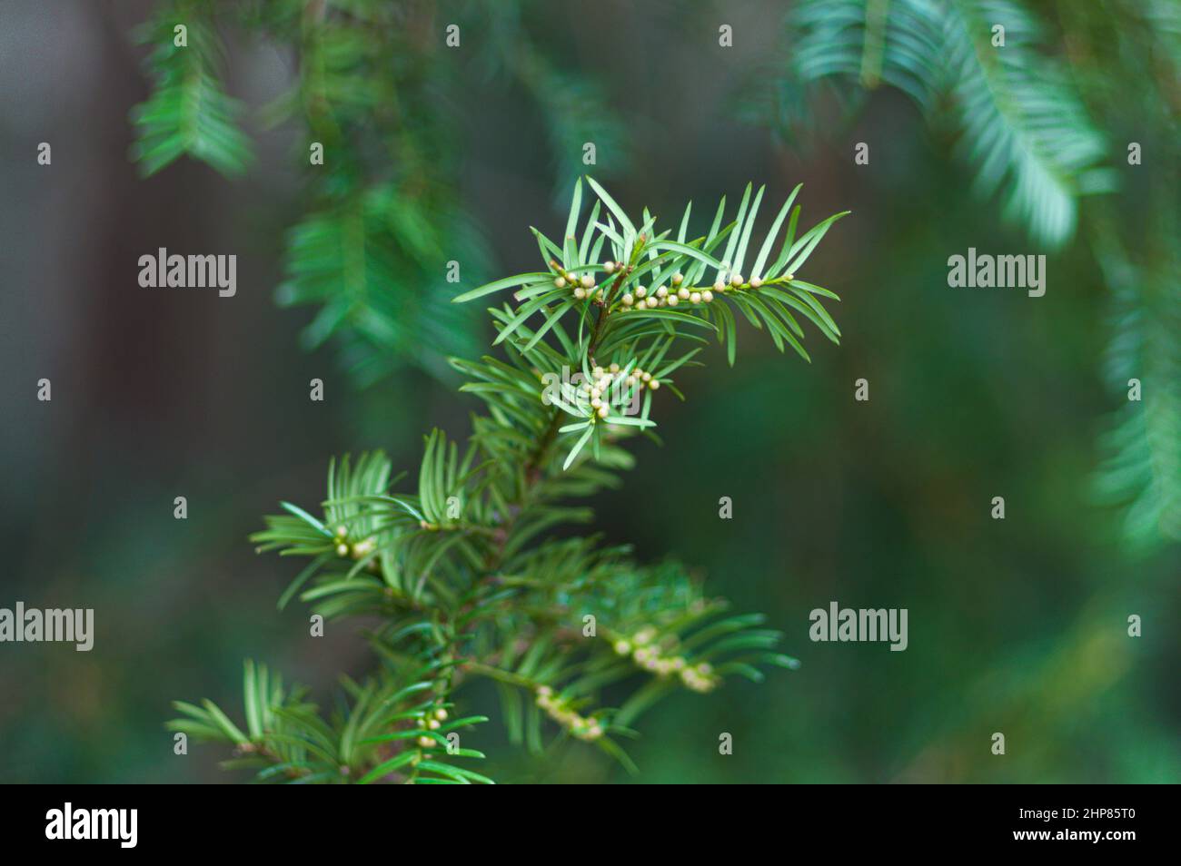 Closeup of Abies holophylla tree branch Stock Photo