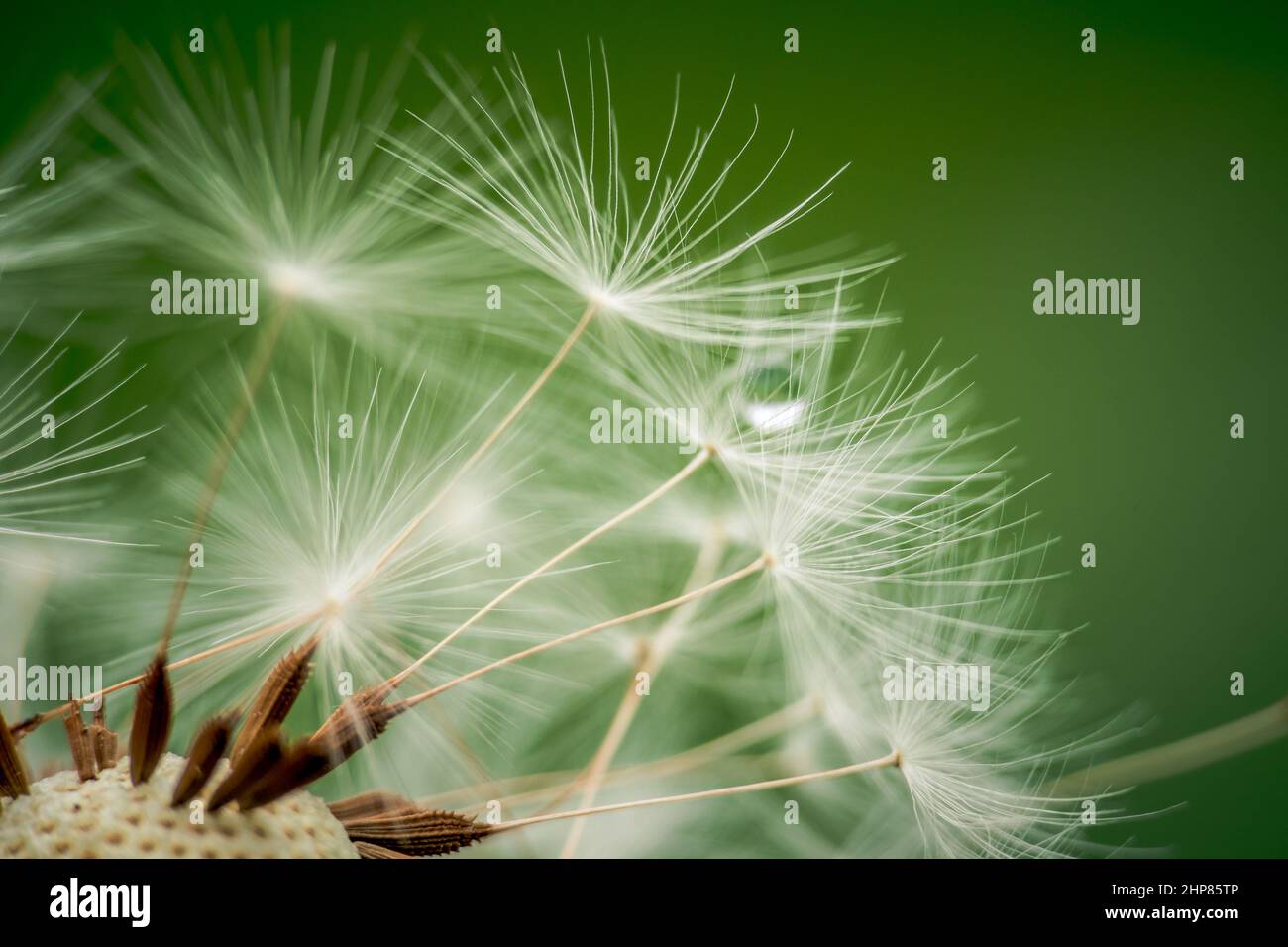 Macro shot of a dandelion with seeds on green background Stock Photo ...