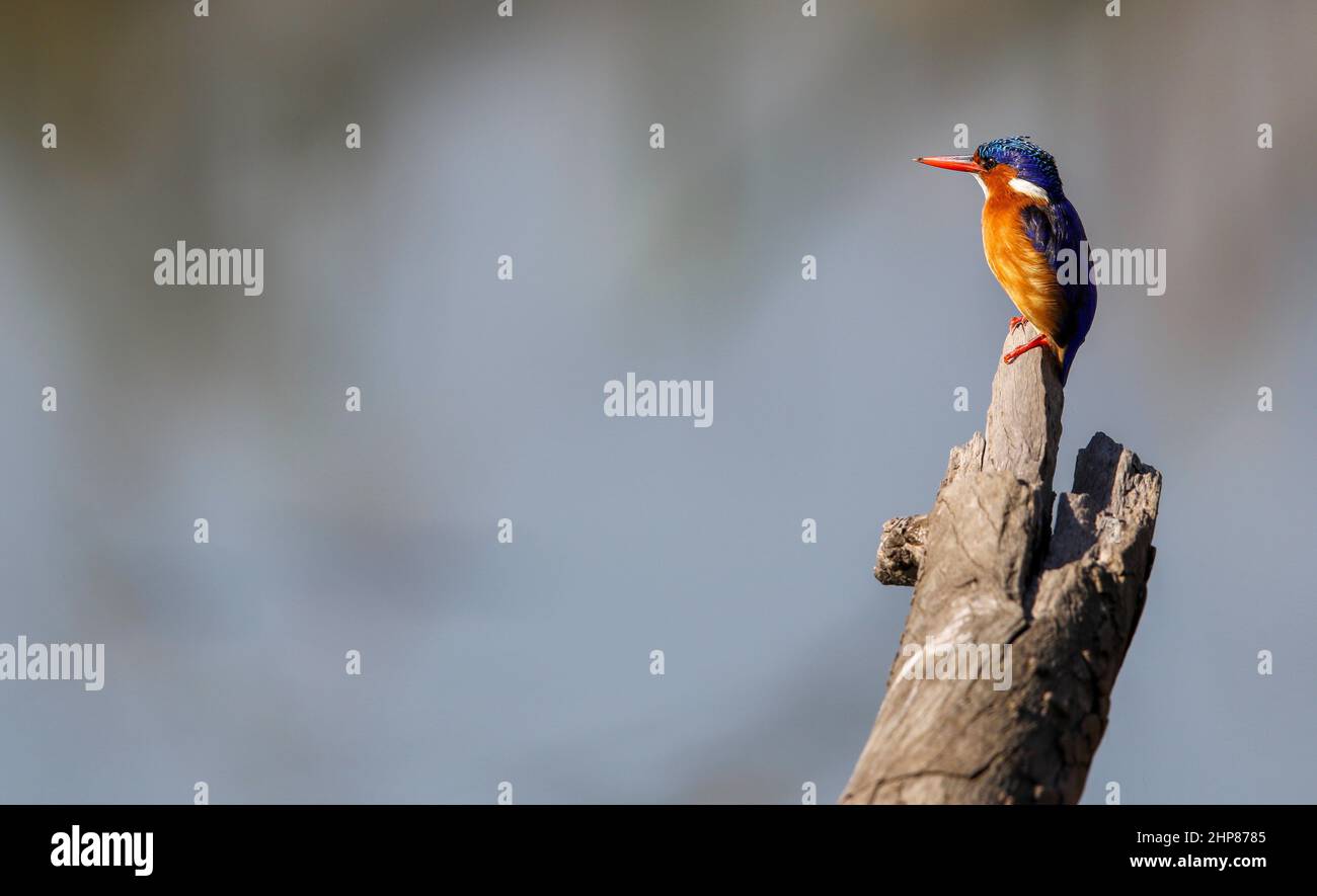 Malachite Kingfisher, South Africa Stock Photo - Alamy