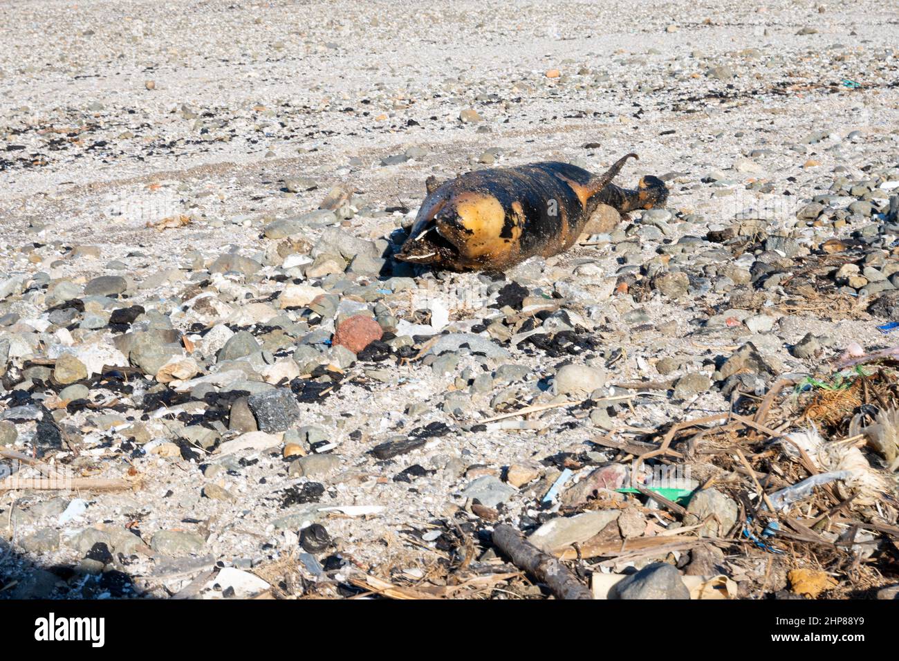 Ecological problem. Dead dolphin on the shore with garbage Stock Photo ...
