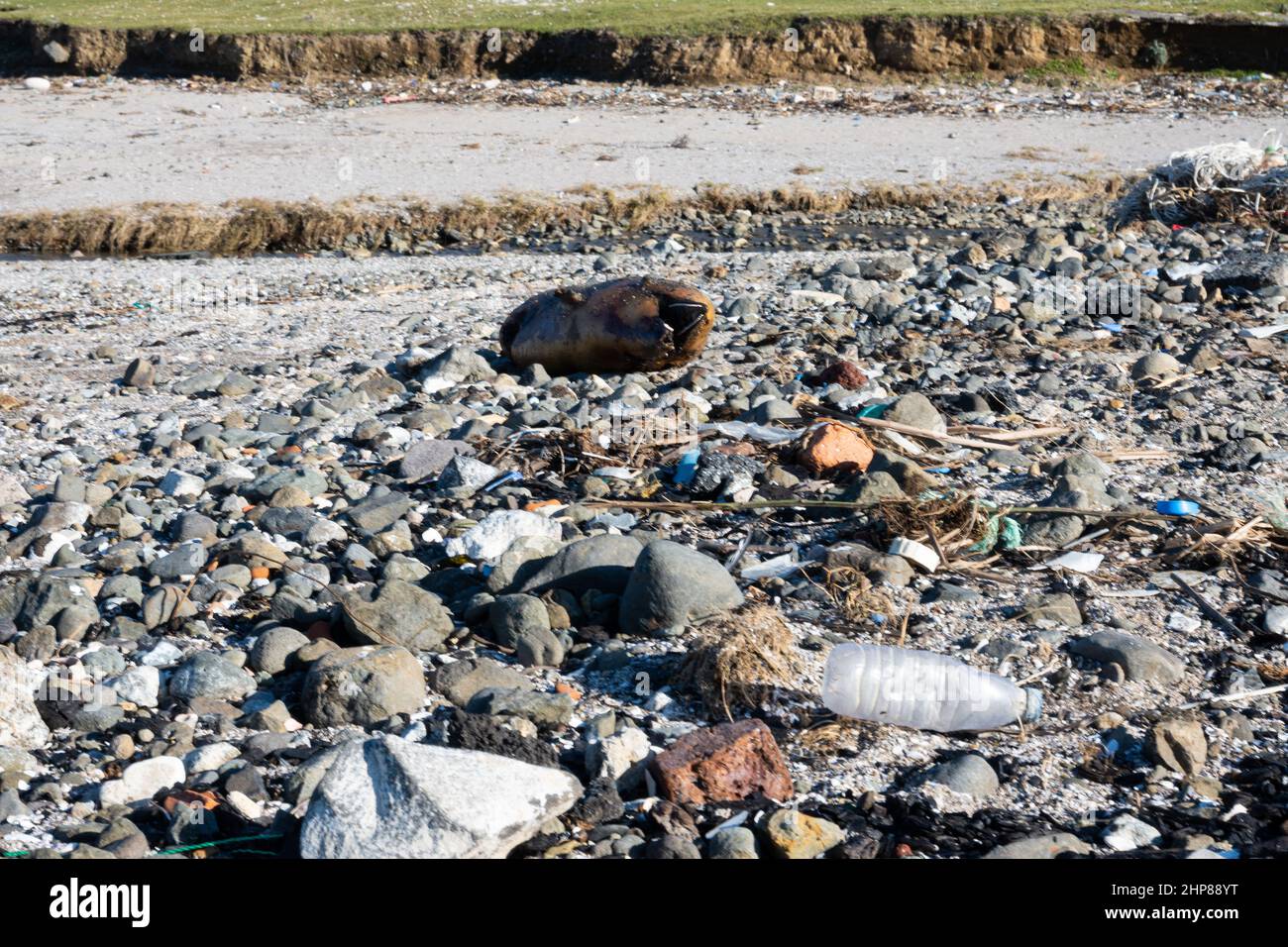 Ecological problem. Dead dolphin on the shore with garbage Stock Photo ...