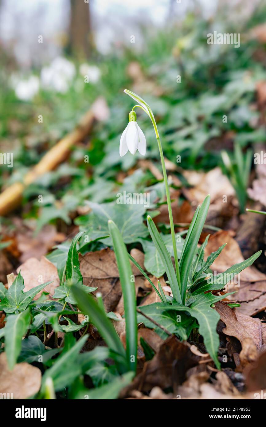 Snowdrop galanthus winter hi-res stock photography and images