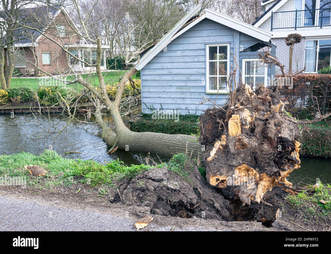 A tree has been uprooted during a severe storm and fallen into the water Stock Photo