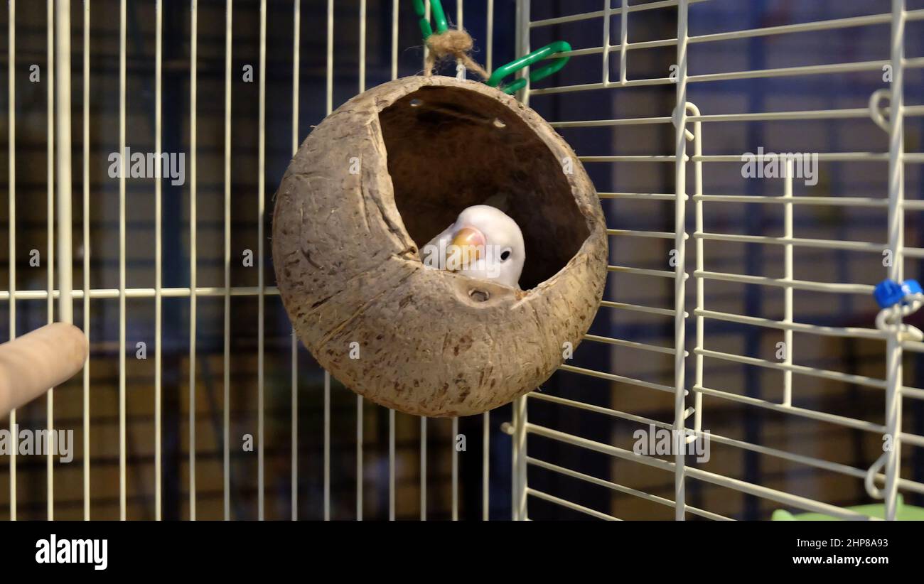 A pastel Fischer's Lovebird peeking out from a coconut shell which is hanged inside its cage, with only its head visible. Stock Photo