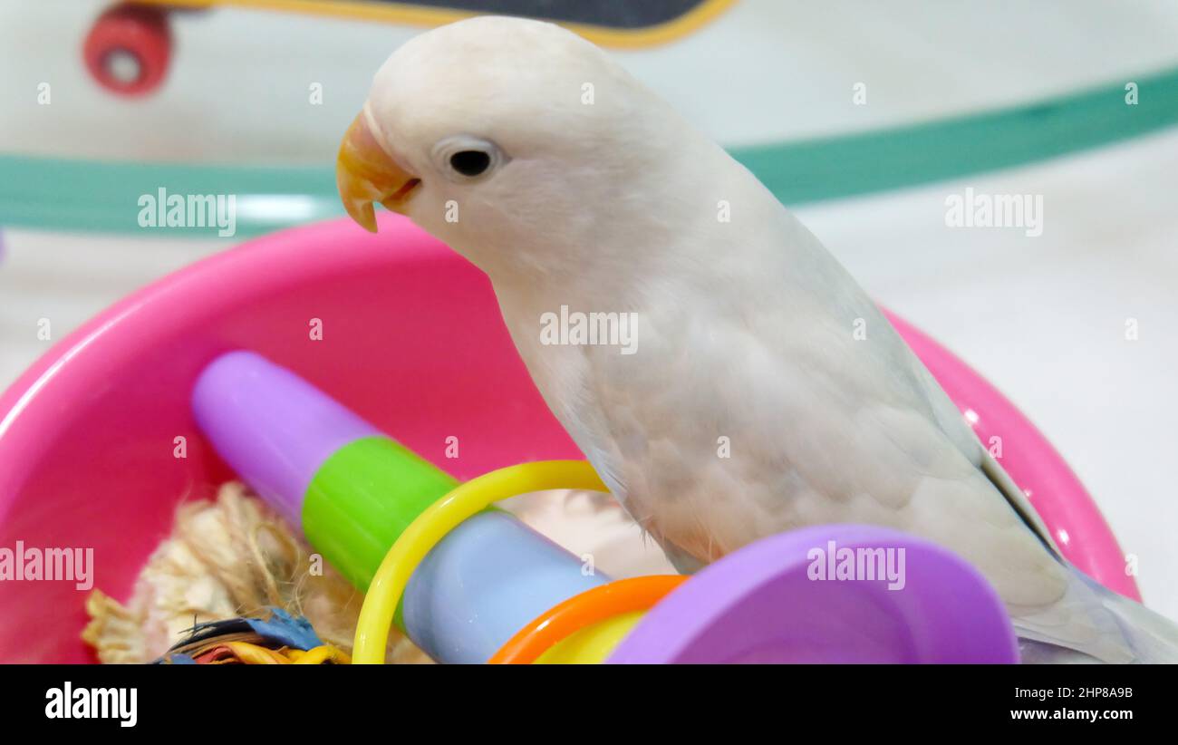A pastel blue Fischer's Lovebird standing on top of a pink tray filled with toys. Stock Photo